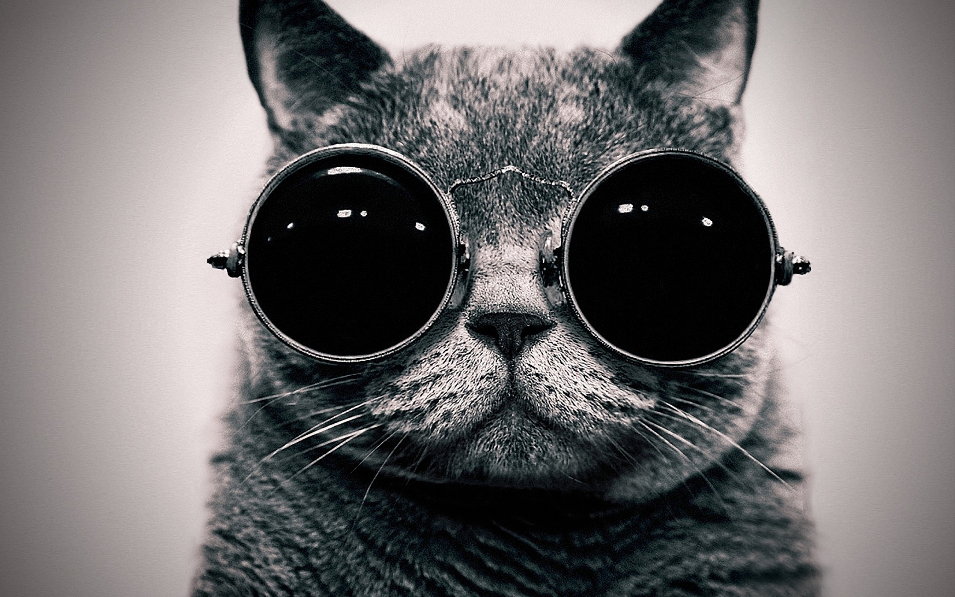 1920x1200 Cats animals glasses sunglasses hippie schrodingers cat monochrome  schrodinger steam punk wallpaper