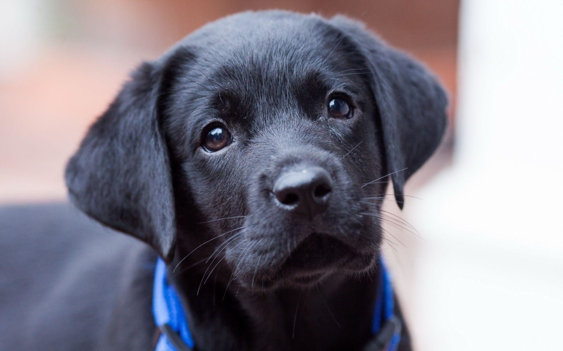 1920x1200 Wallpapers For > Cute Black Lab Puppy Wallpapers