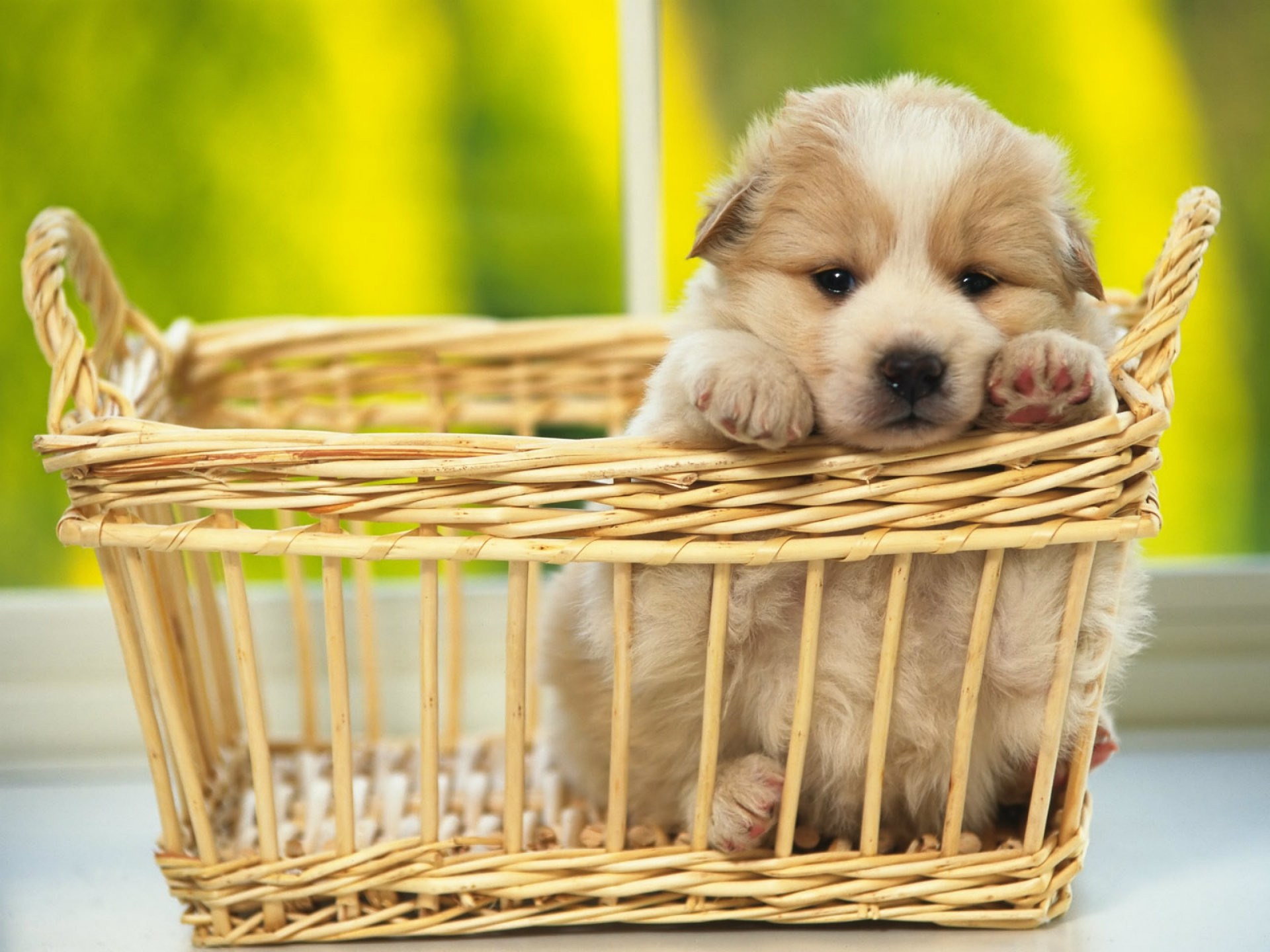 1920x1440 Cute Puppy Dog Wallpapers Image