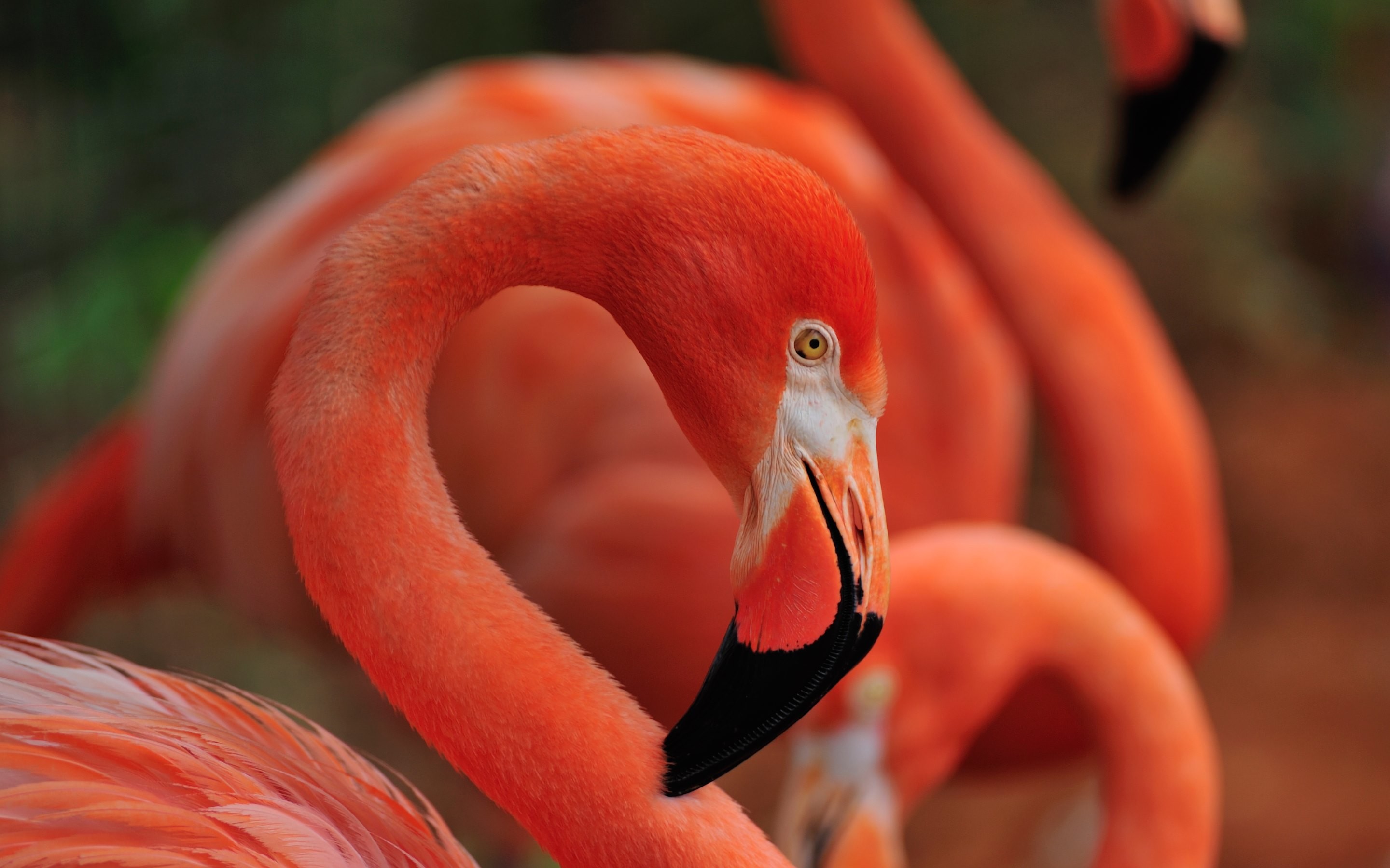 2880x1800 4K HD Wallpaper: Flamingo