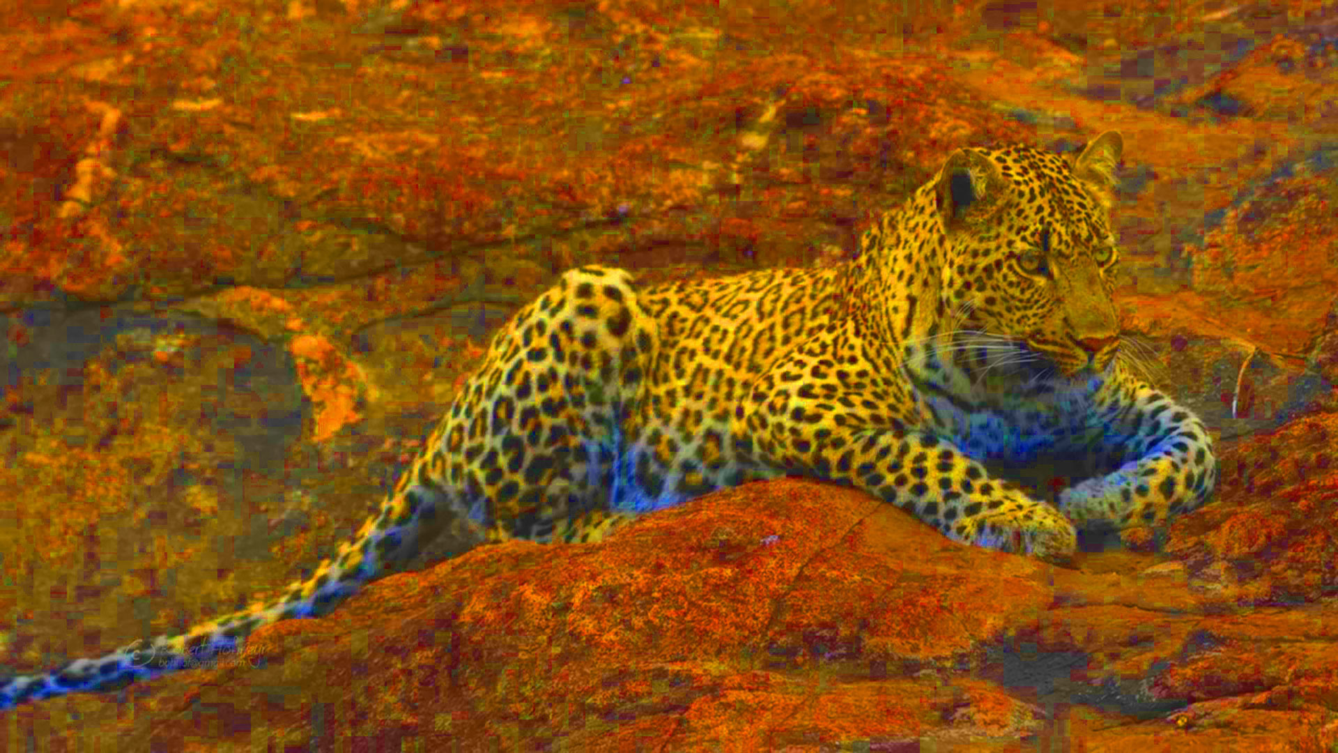 1920x1080 hd pics photos stunning attractive african wildlife new leopard 2 hd  desktop background wallpaper