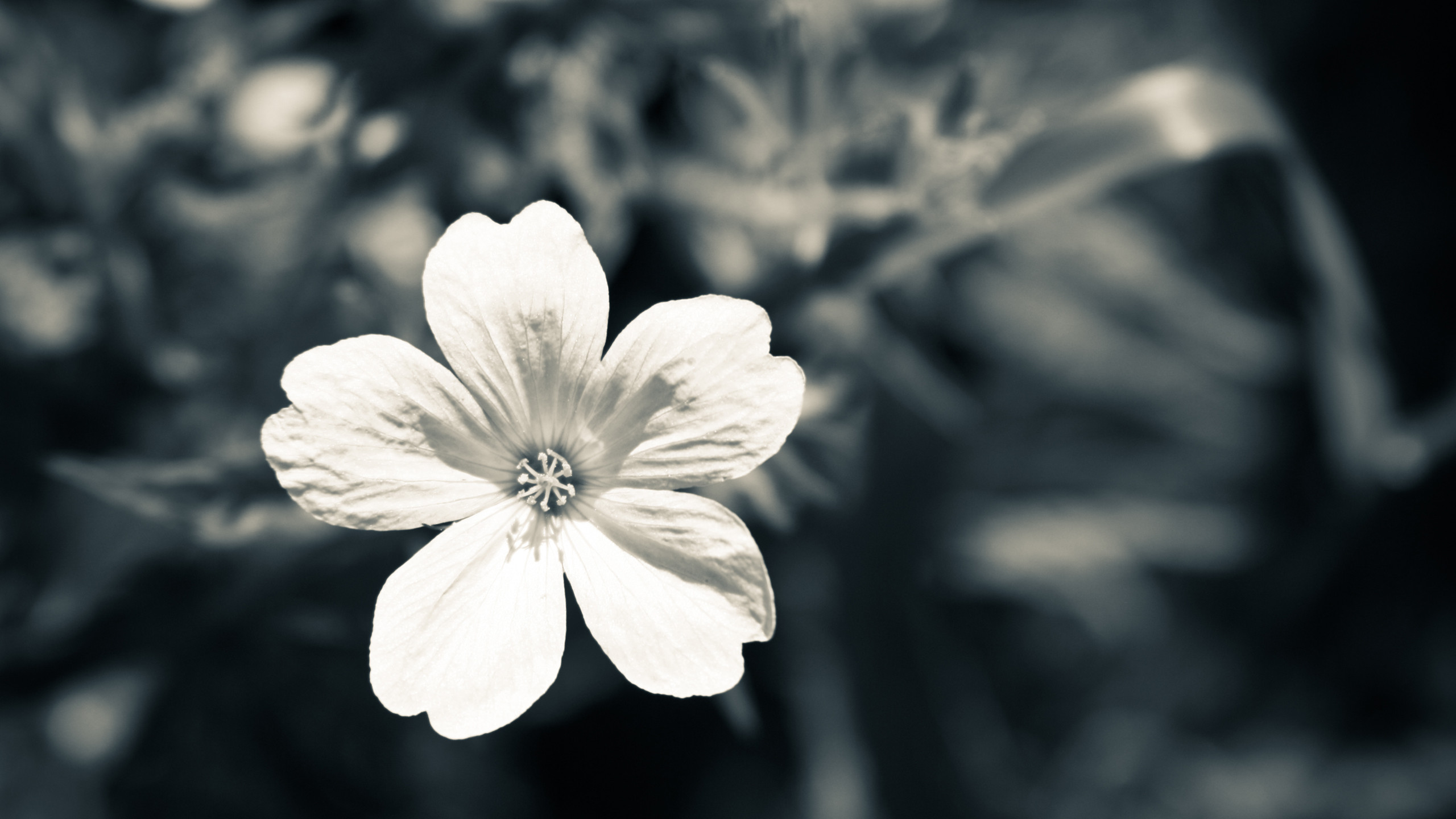 2560x1440 Nature Flowers Black And White