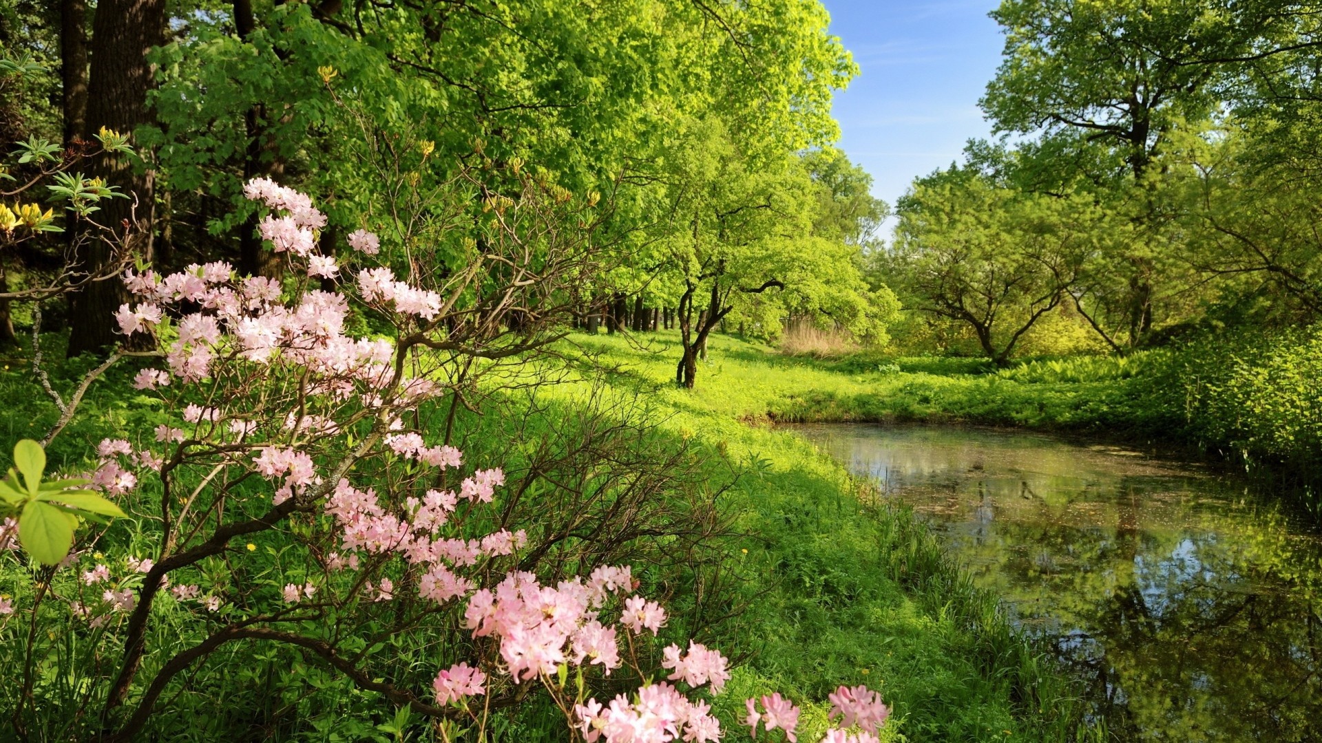 1920x1080  Preview wallpaper spring, branches, colors, wood, trees, pond,  water