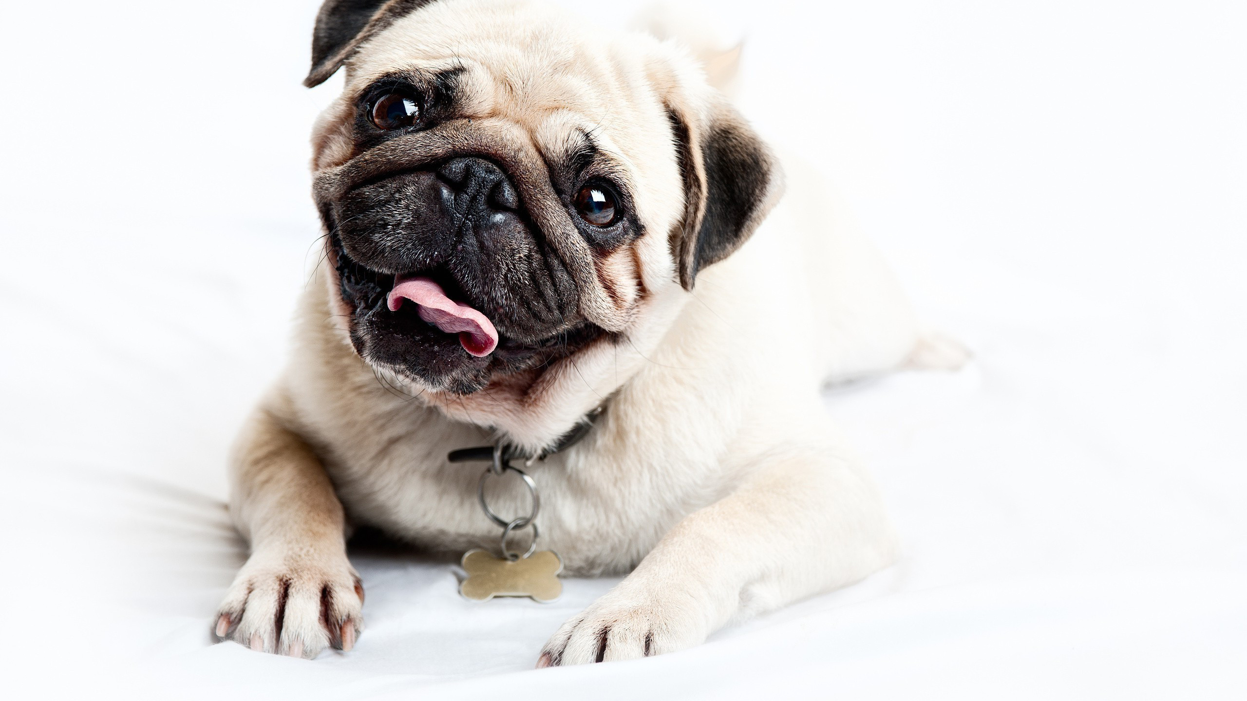 2560x1440 Pug-Wallpapers-HD-Free-Download