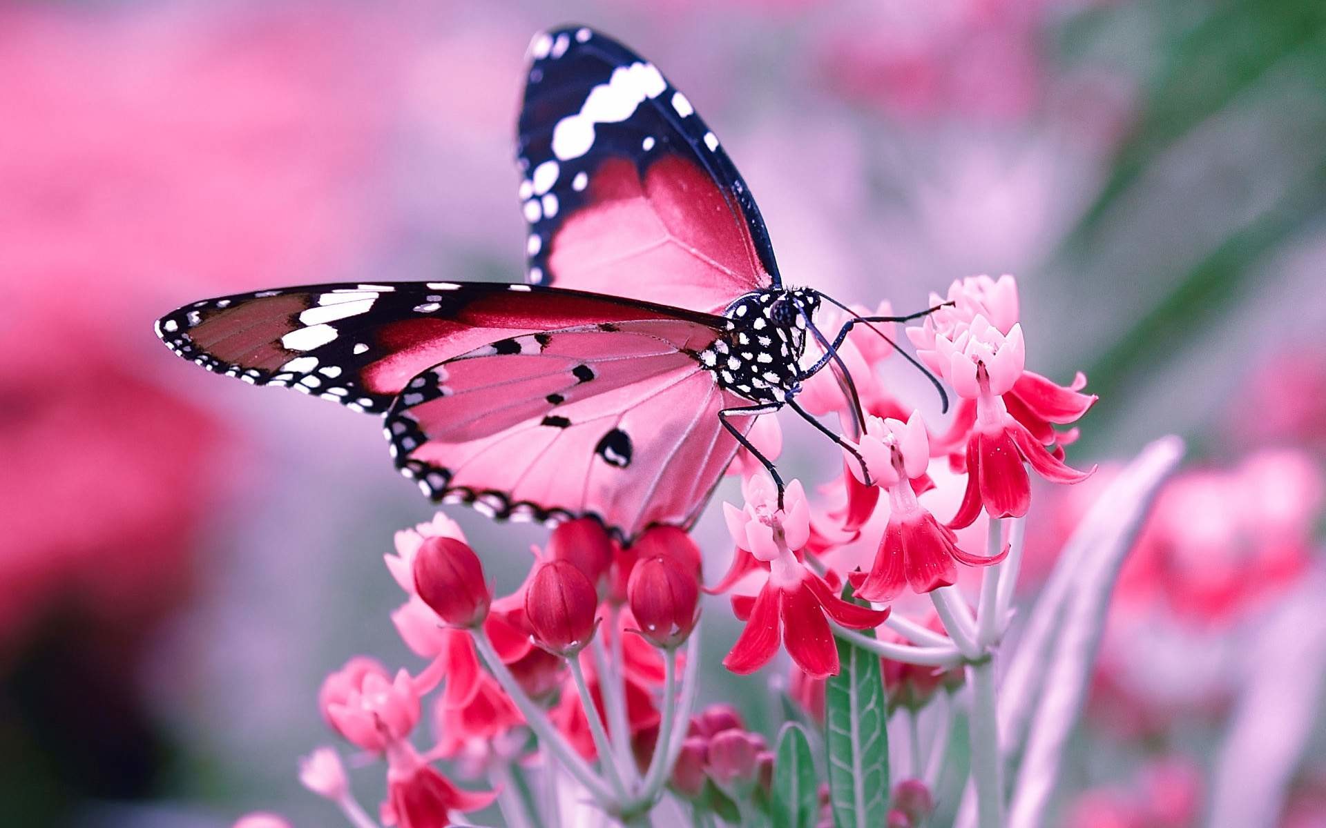 1920x1200 Butterfly Wallpaper High Quality
