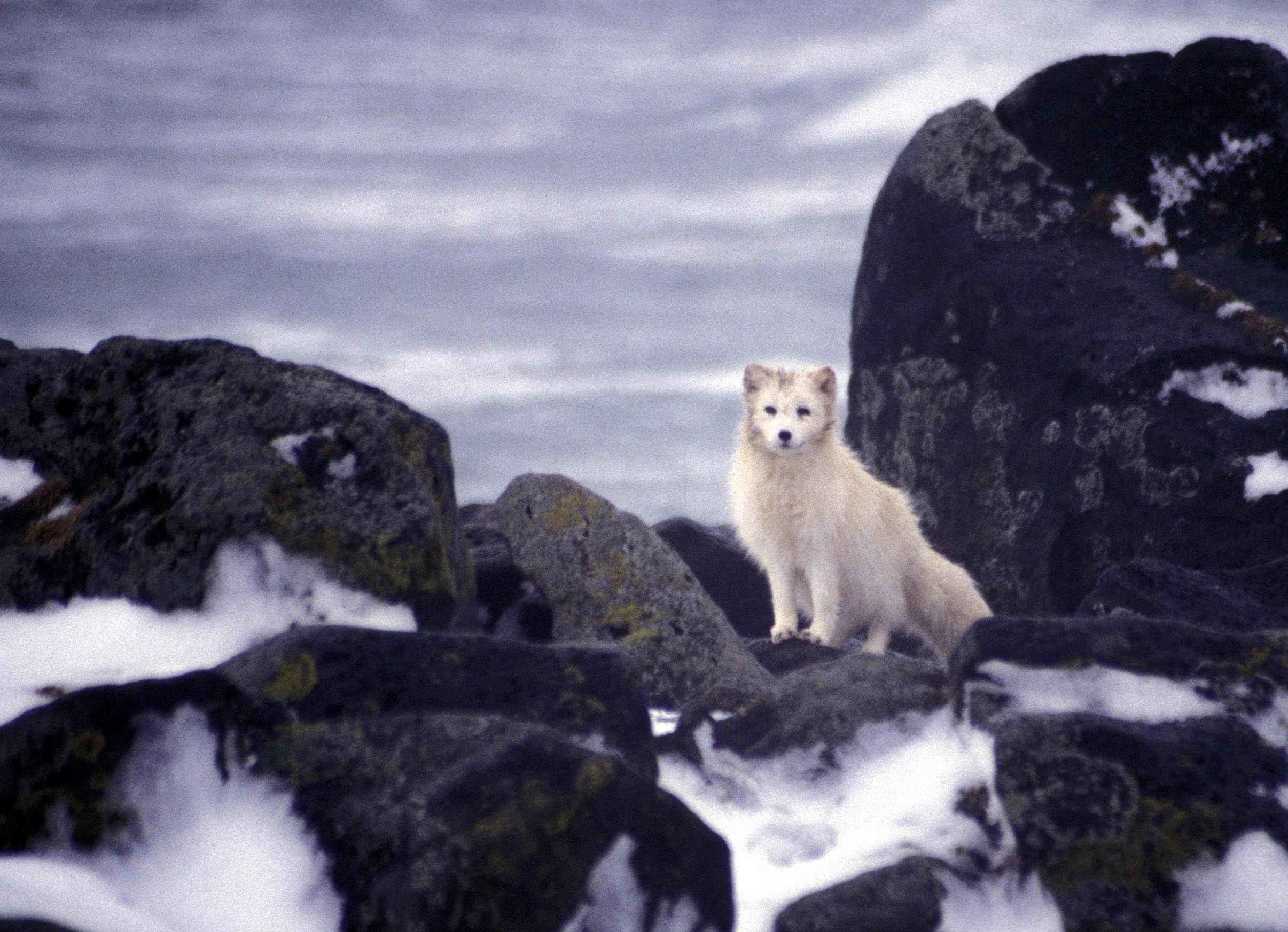 2411x1745 File:White arctic fox animal.jpg