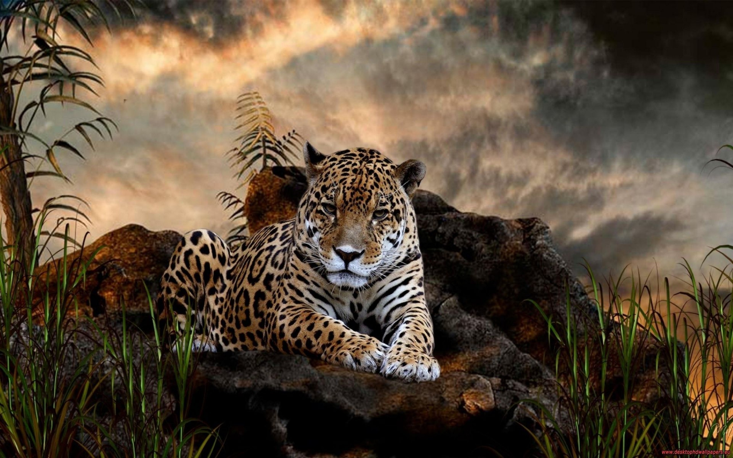 2560x1600 Wild Animals HD Desktop Wallpapers