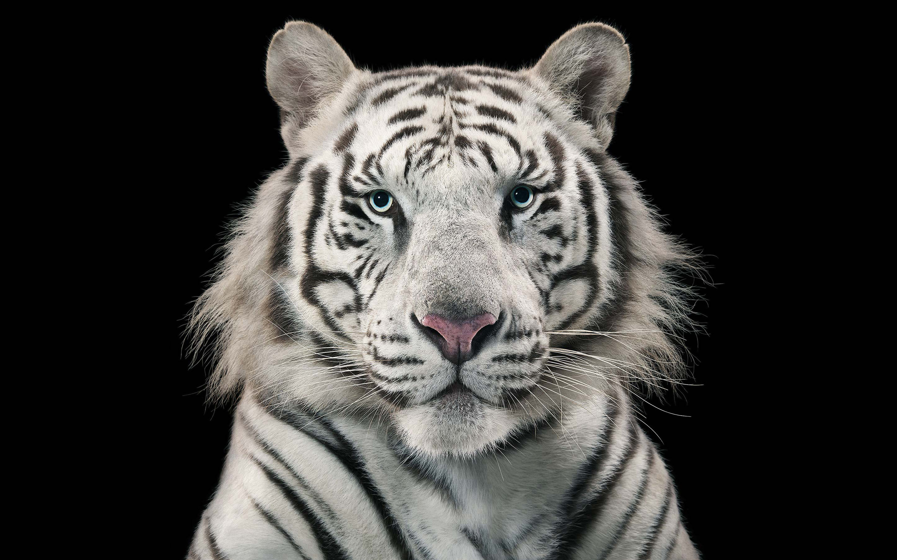 2880x1800 White Tiger Bengal Tiger