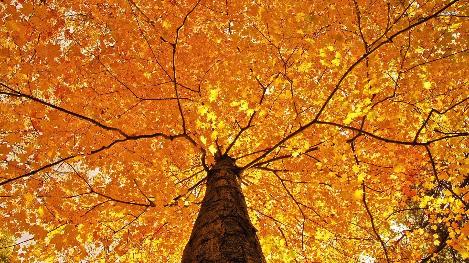 1920x1080 Autumn Tree HD wallpaper