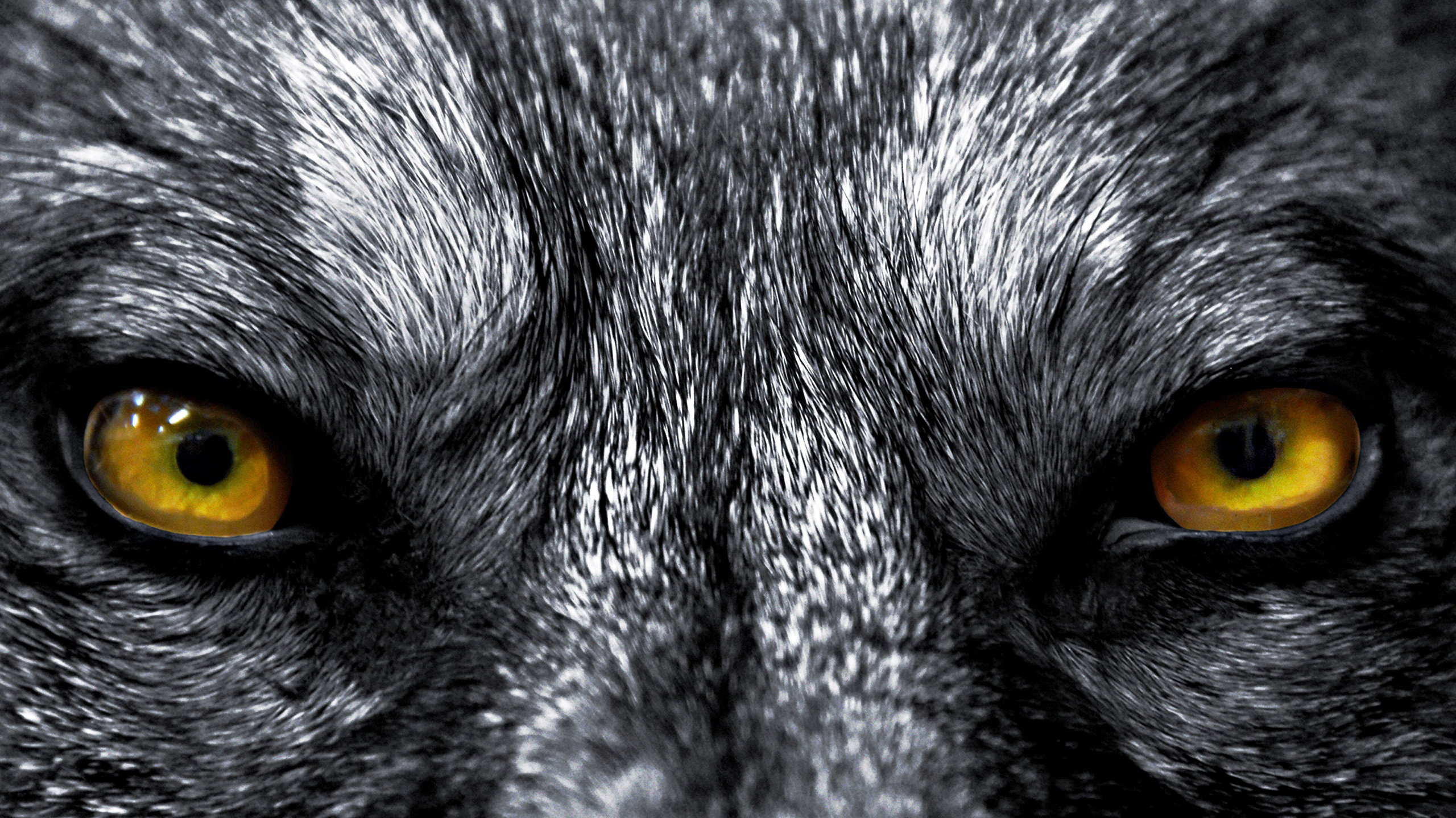 2560x1440 Disturbed - The Animal Wallpaper by disturbedkorea Disturbed - The Animal  Wallpaper by disturbedkorea
