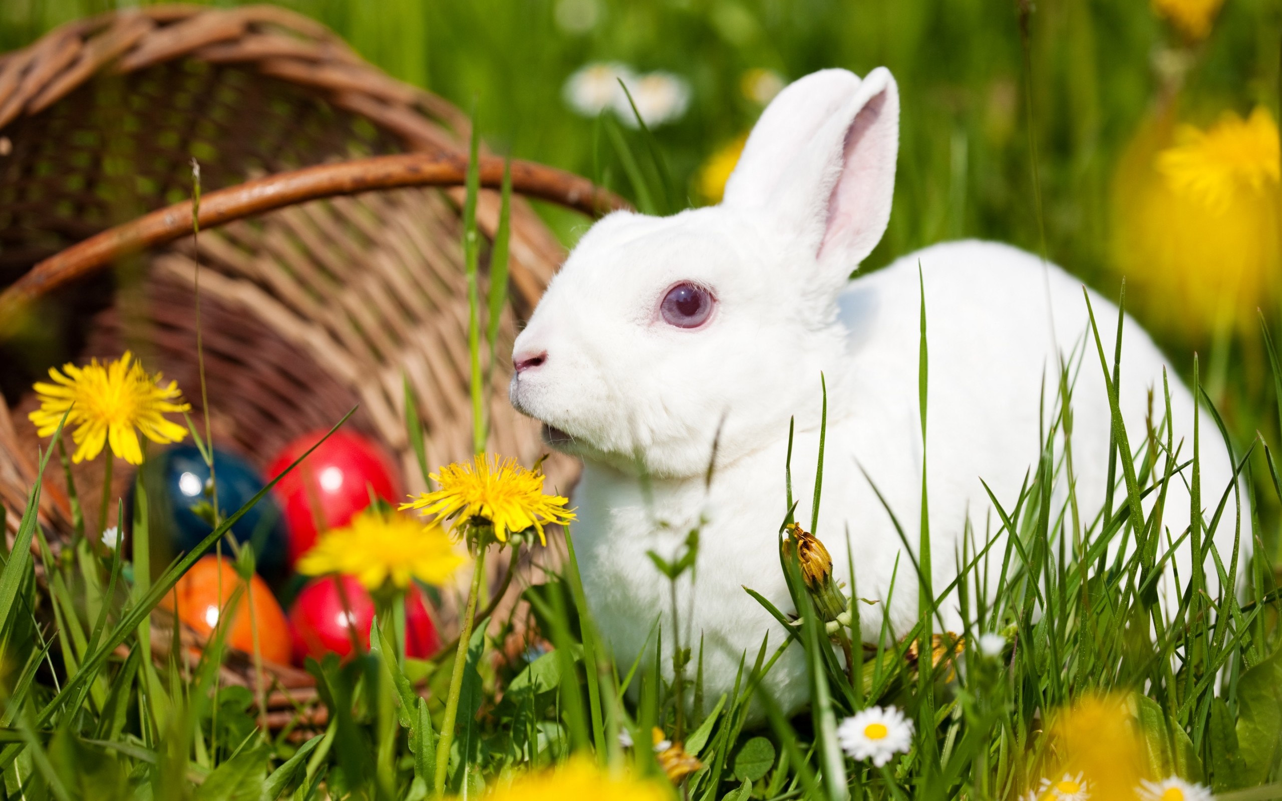 2560x1600 wallpaper.wiki-Baby-Bunny-HD-Background-PIC-WPC0010309