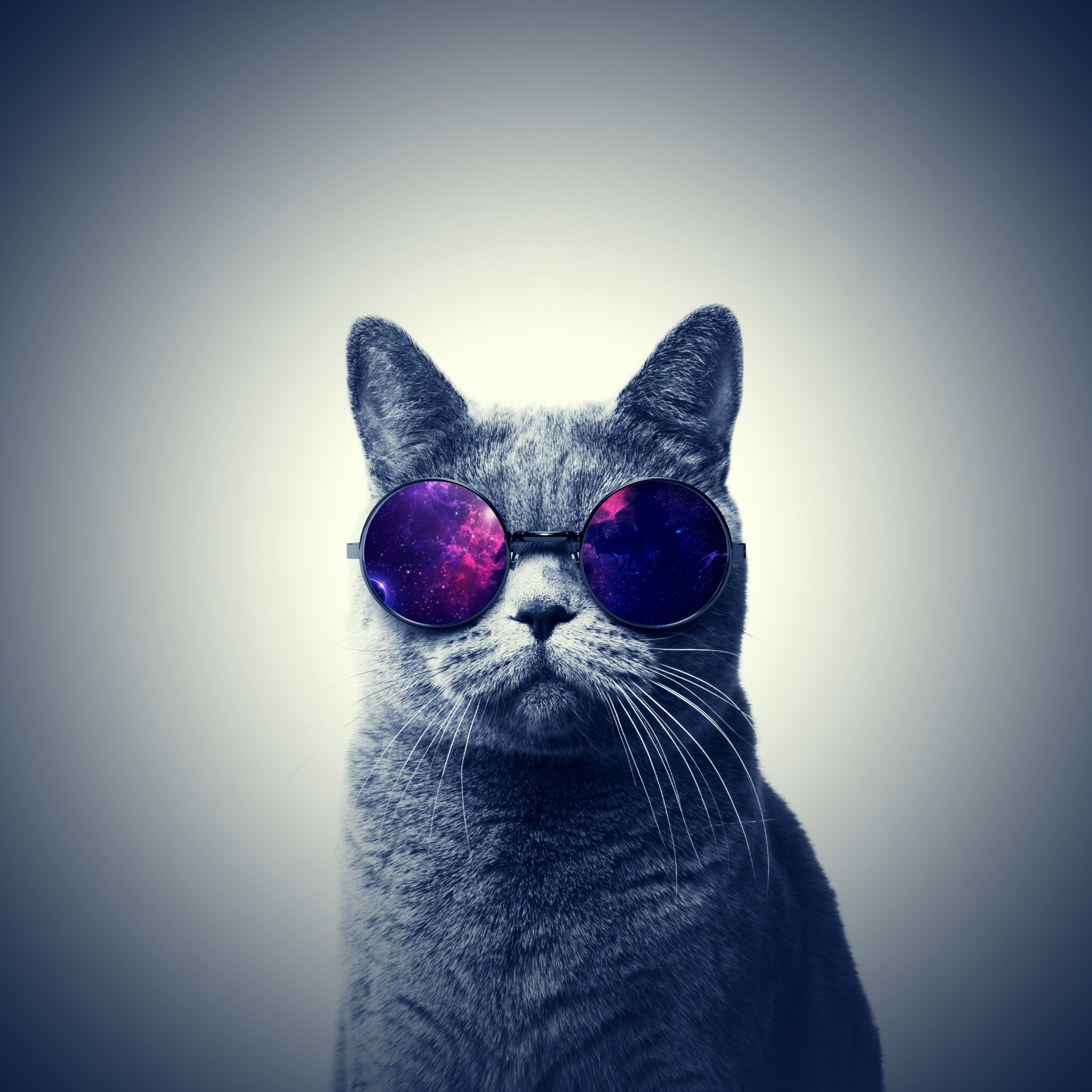 2048x2048 Kitty Cat background for any Phone