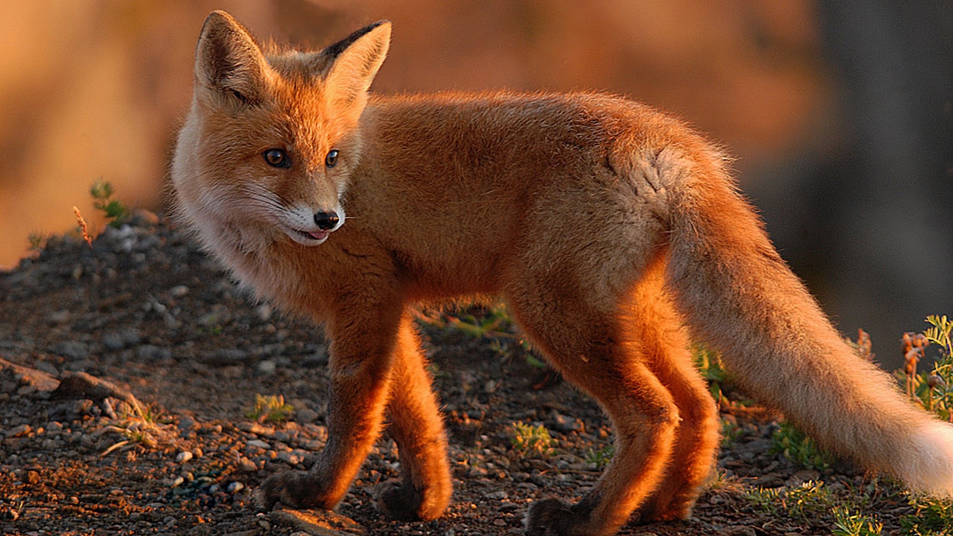 1920x1080 Foxes images Red Fox HD wallpaper and background photos