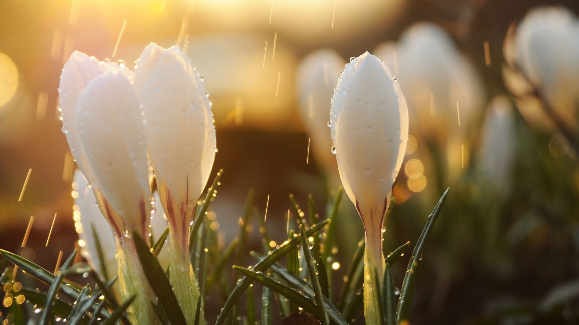 1920x1080 Preview wallpaper spring, snowdrops, flowers, buds, drops, sun, glare  