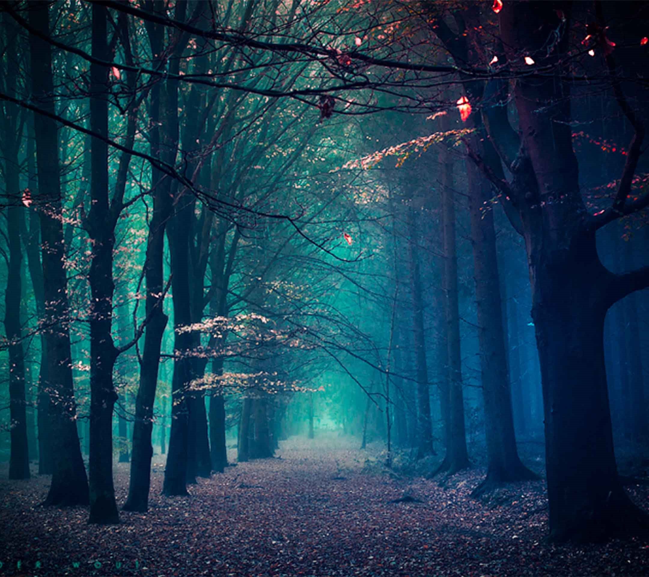 Creepy Forest Wallpaper (66+ images)