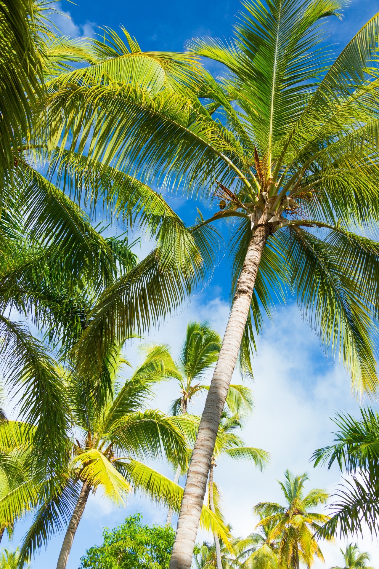 1280x1920 tropical palm trees tropical palm tree free stock photo publ