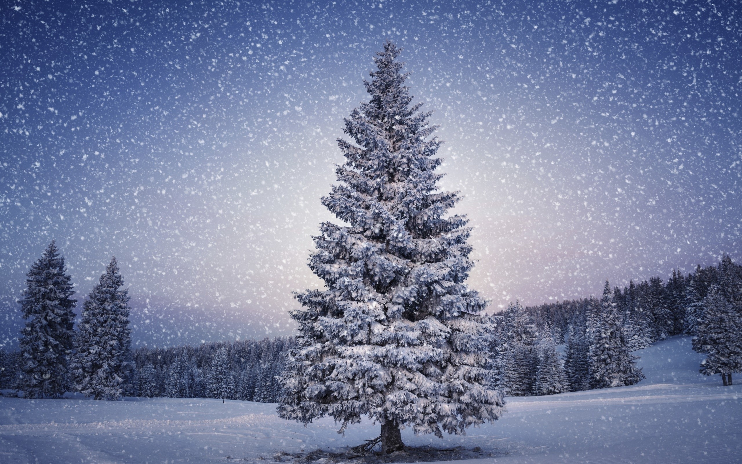2560x1600 Snowy Christmas Tree HD Wallpaper