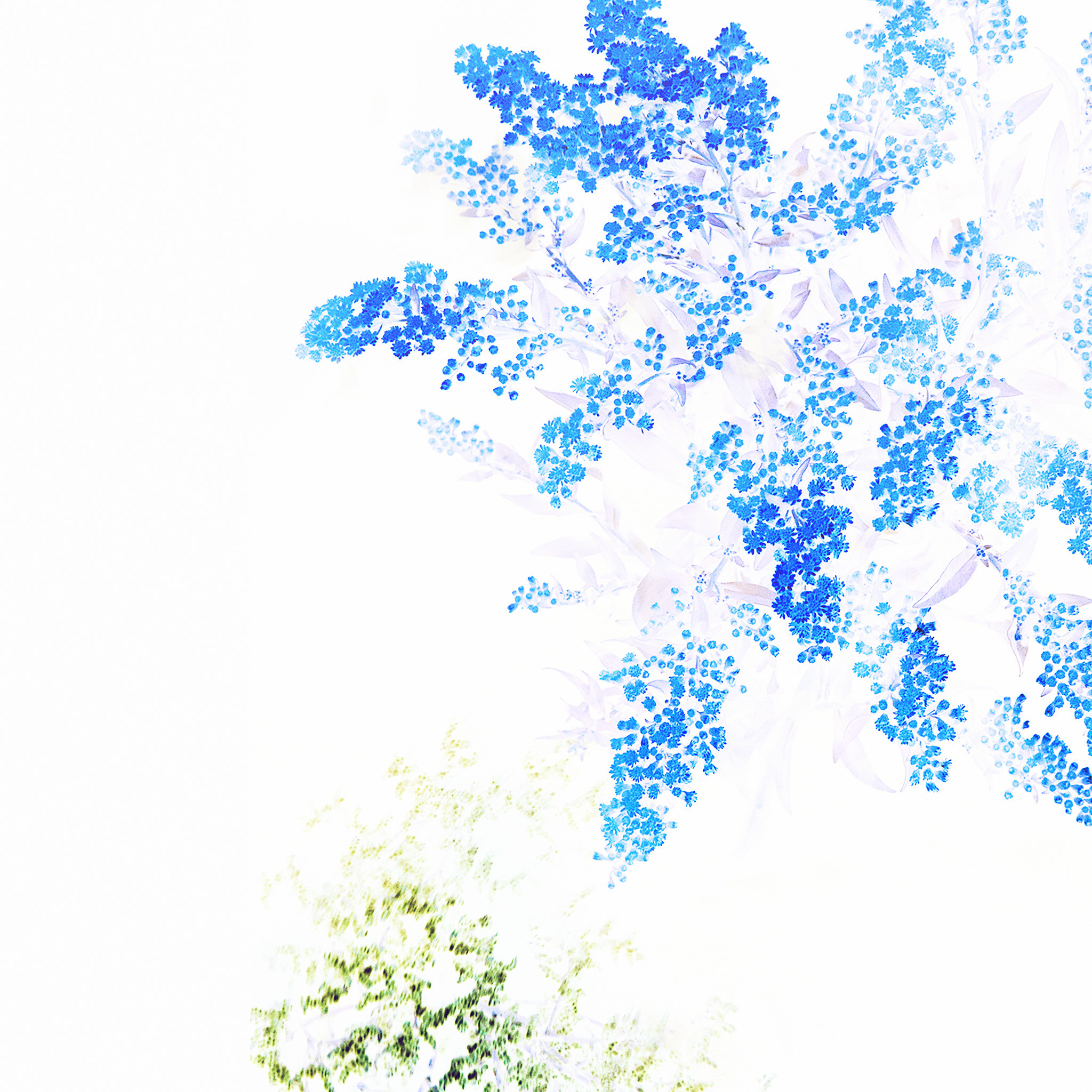 2048x2048 1046 1: Apple Blue White Flower Ios9 iPad wallpaper