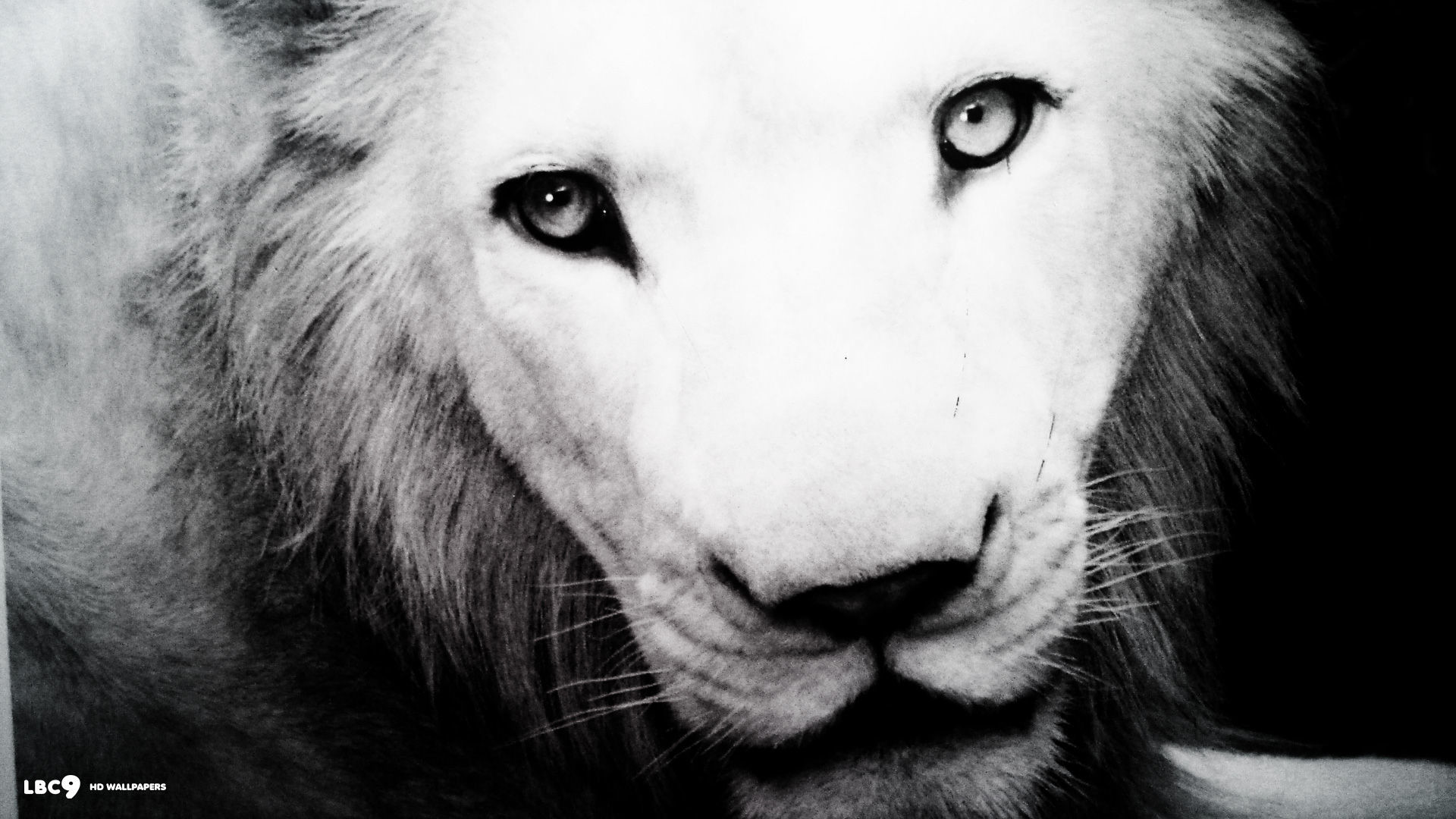 1920x1080 albino lion toledo zoo