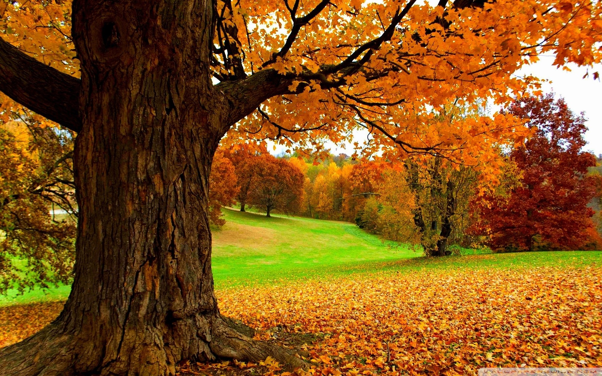 1920x1200 Spectacular autumn scene - HD wallpaper download. Wallpapers, pictures .