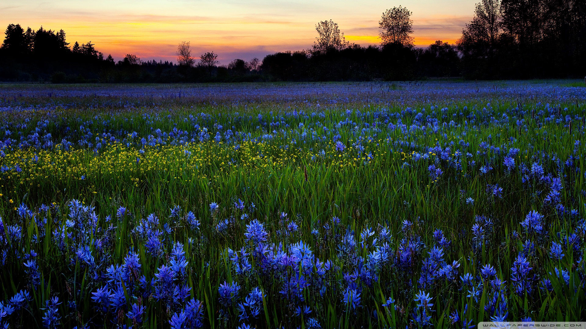 1920x1080 Blue-Flowers-Spring-HD-Wallpapers-in-HD