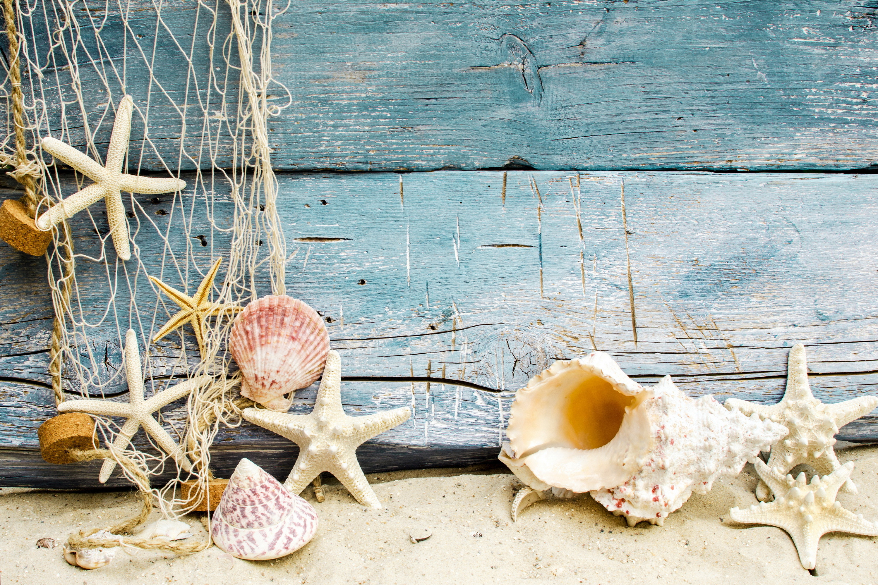 3000x2000 beach sand with shells. seashells starfishes beach sand marine wood shells  with s