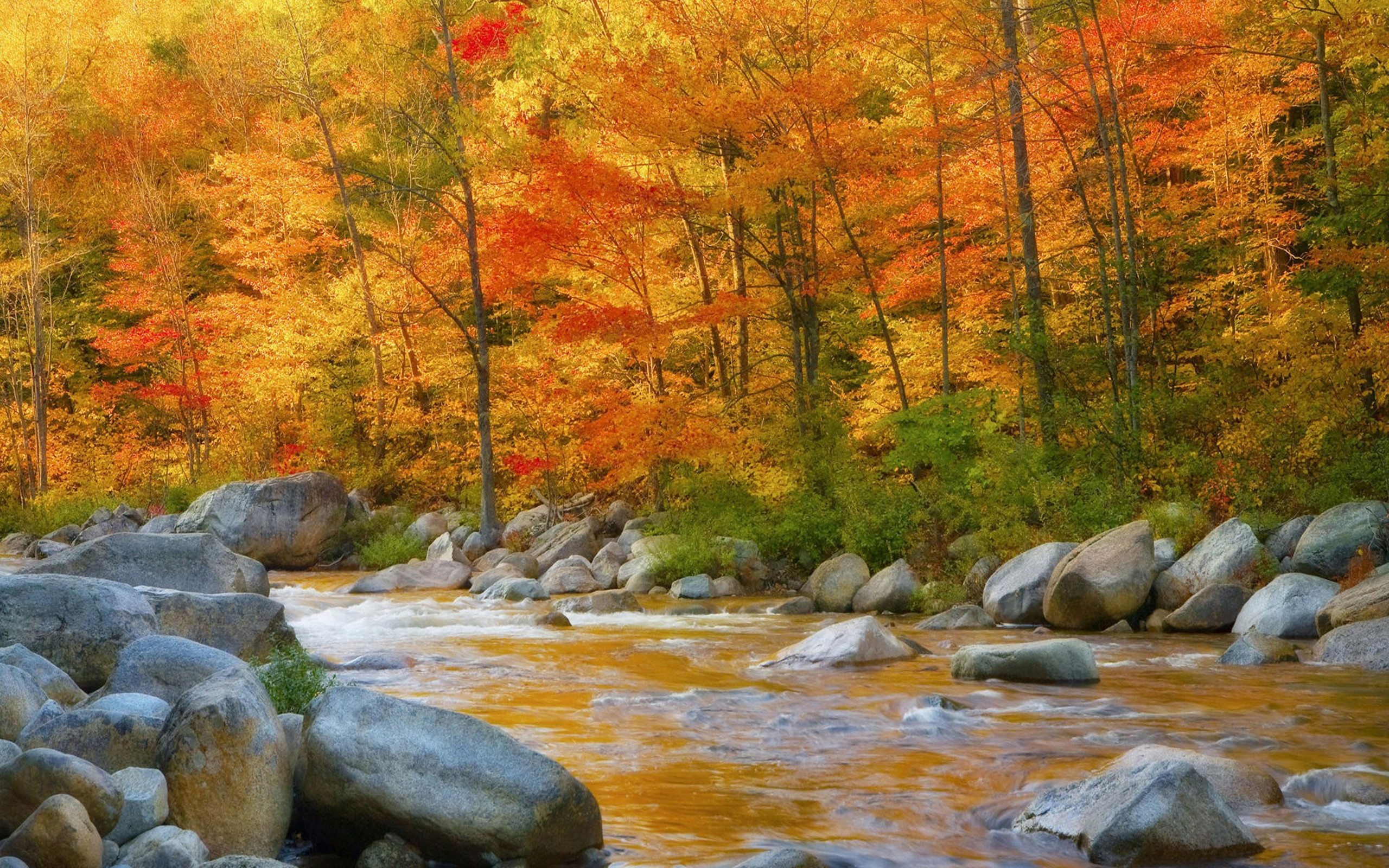 2560x1600 Free Autumn River Photo.