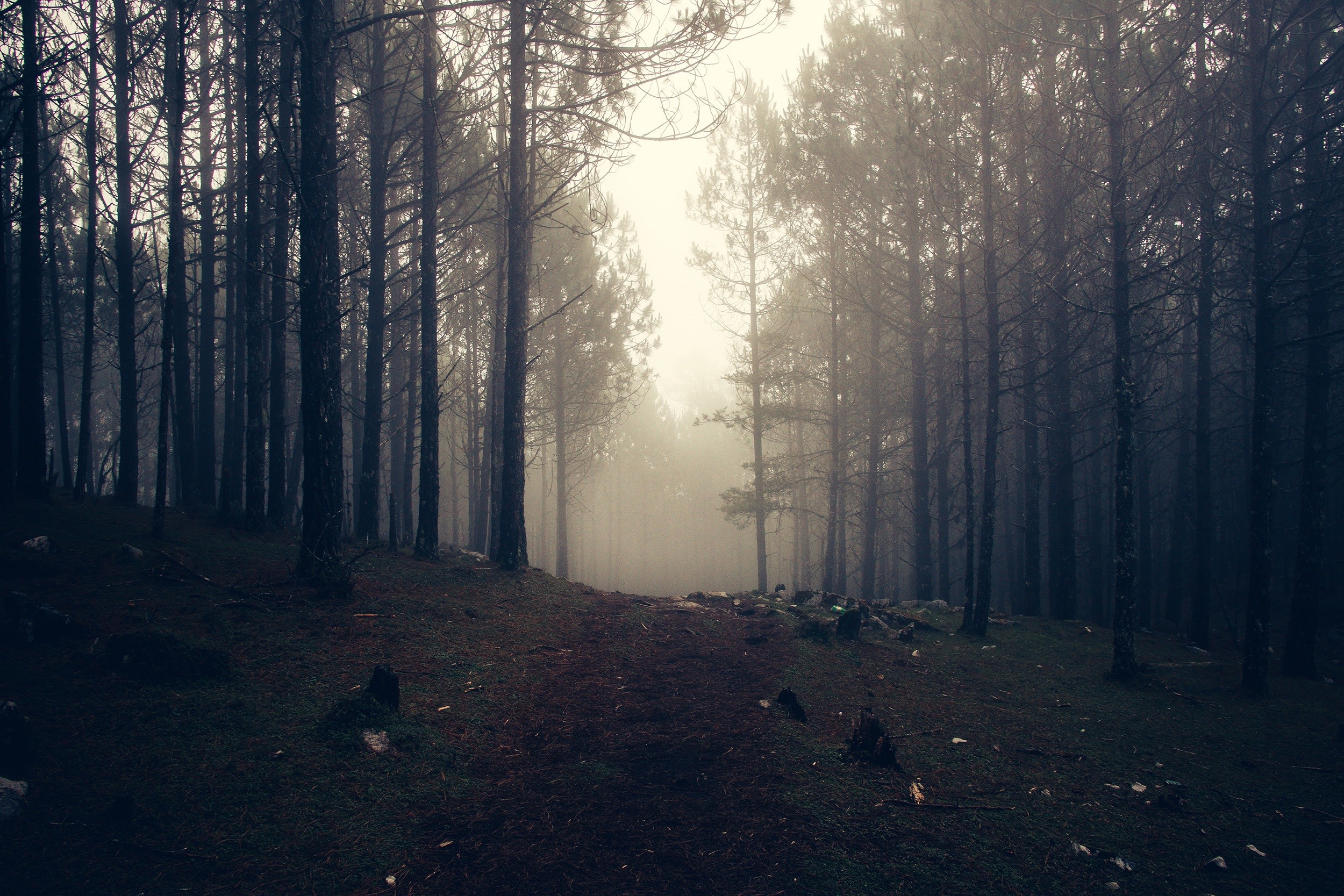 2500x1667  Wallpaper trees, fog, forest