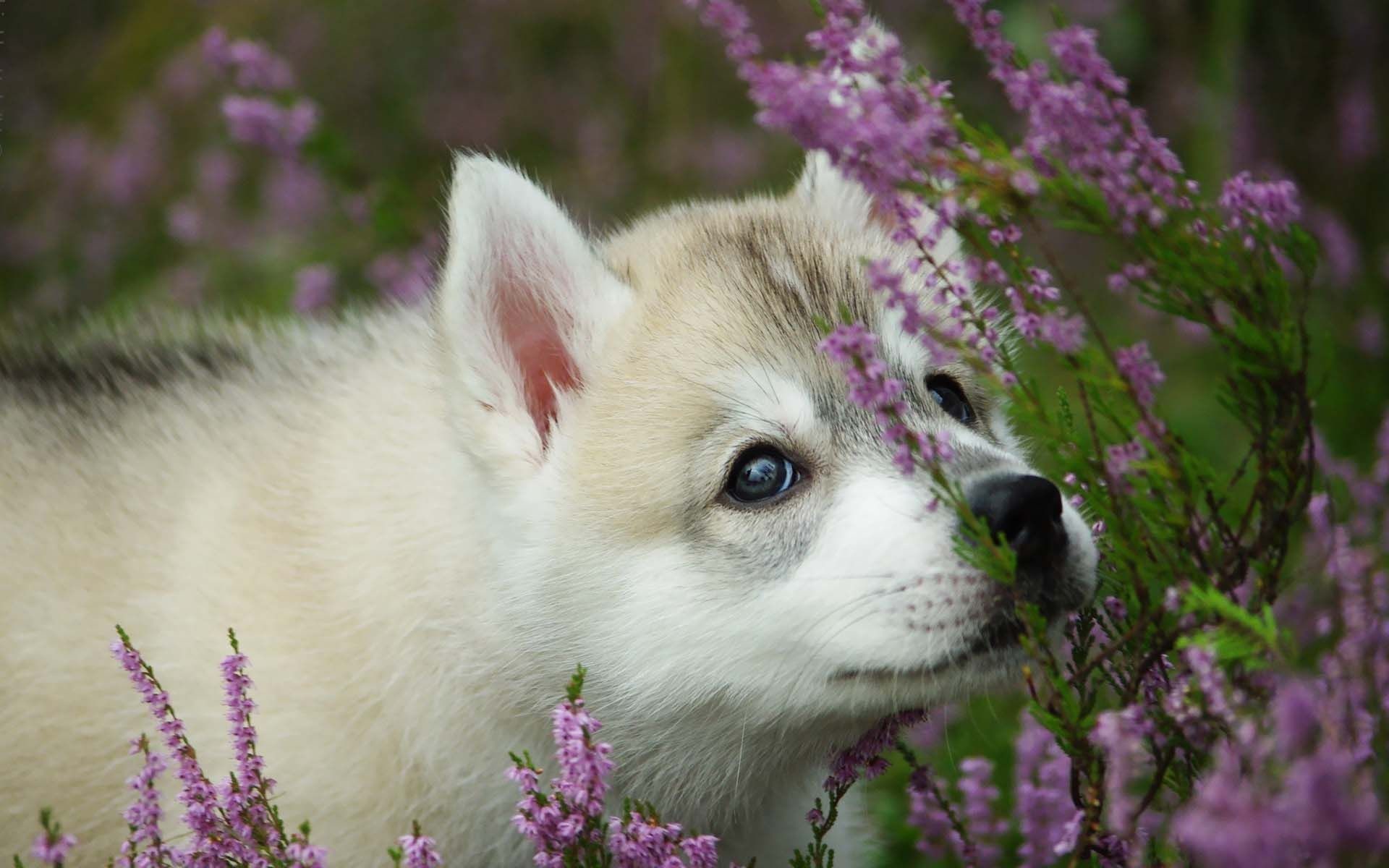 1920x1200 Puppy Smelling Flower Wallpaper | HD Animals and Birds Wallpaper Free  Download ...
