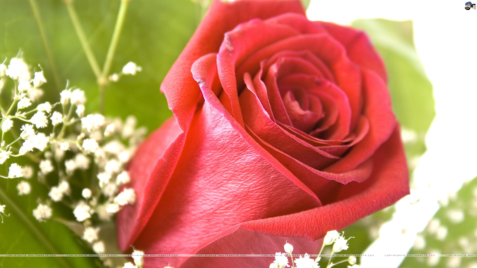 1920x1080 Beautiful Rose Flowers With Love Quotes Free Wallpaper | wallpapers hd |  Pinterest
