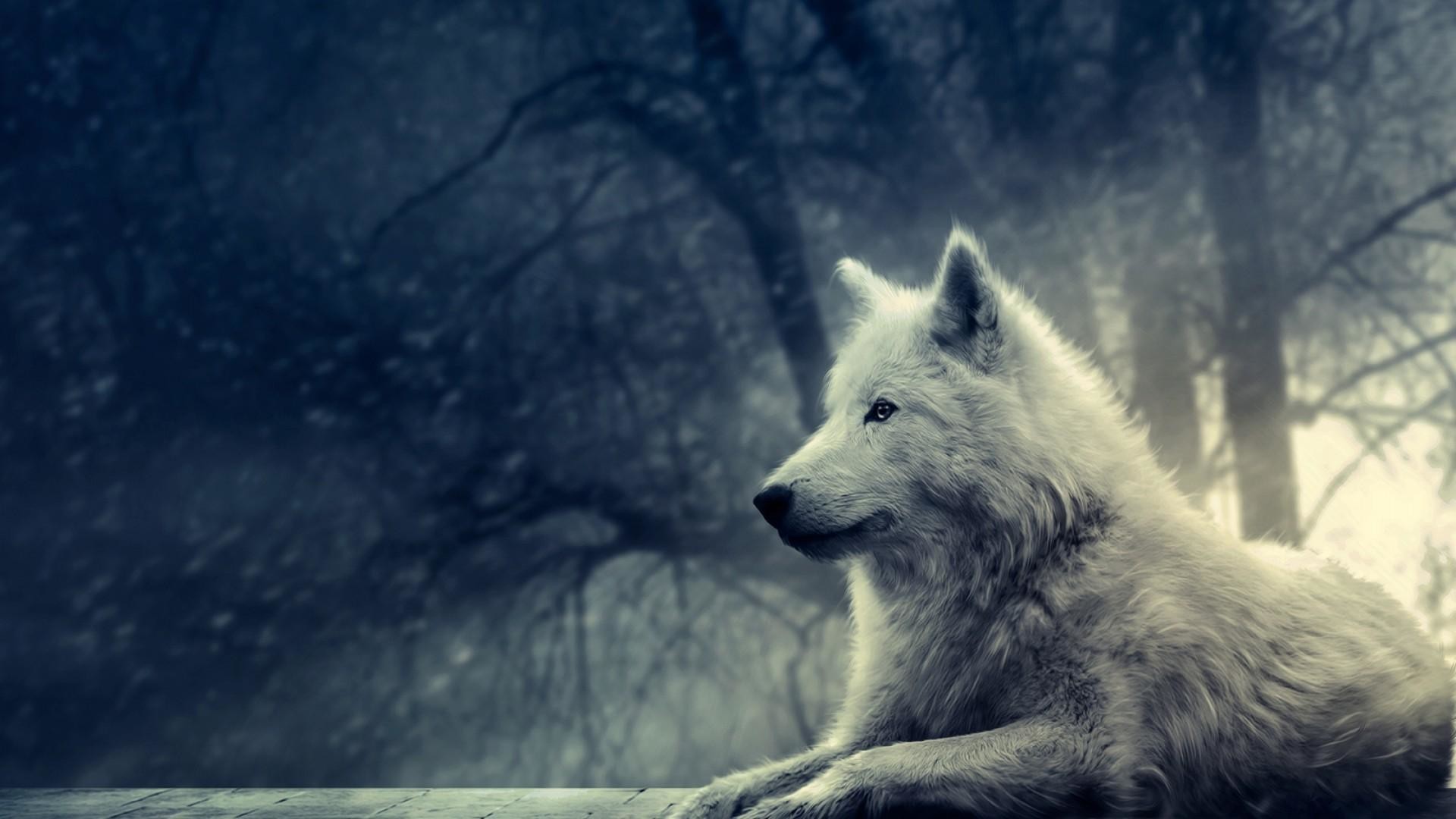 1920x1080 White Wolf Pictures HD Wallpaper