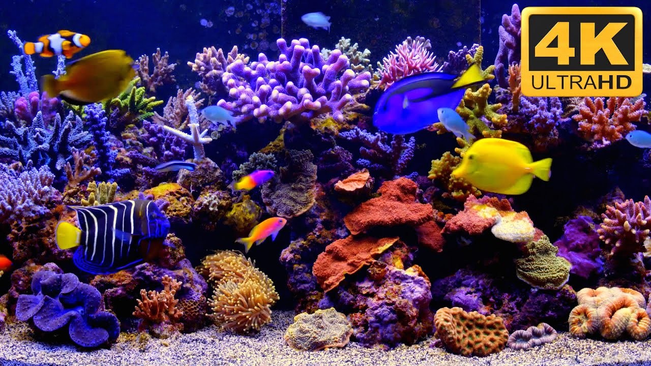 Marine Life Aquarium 3D Screensaver