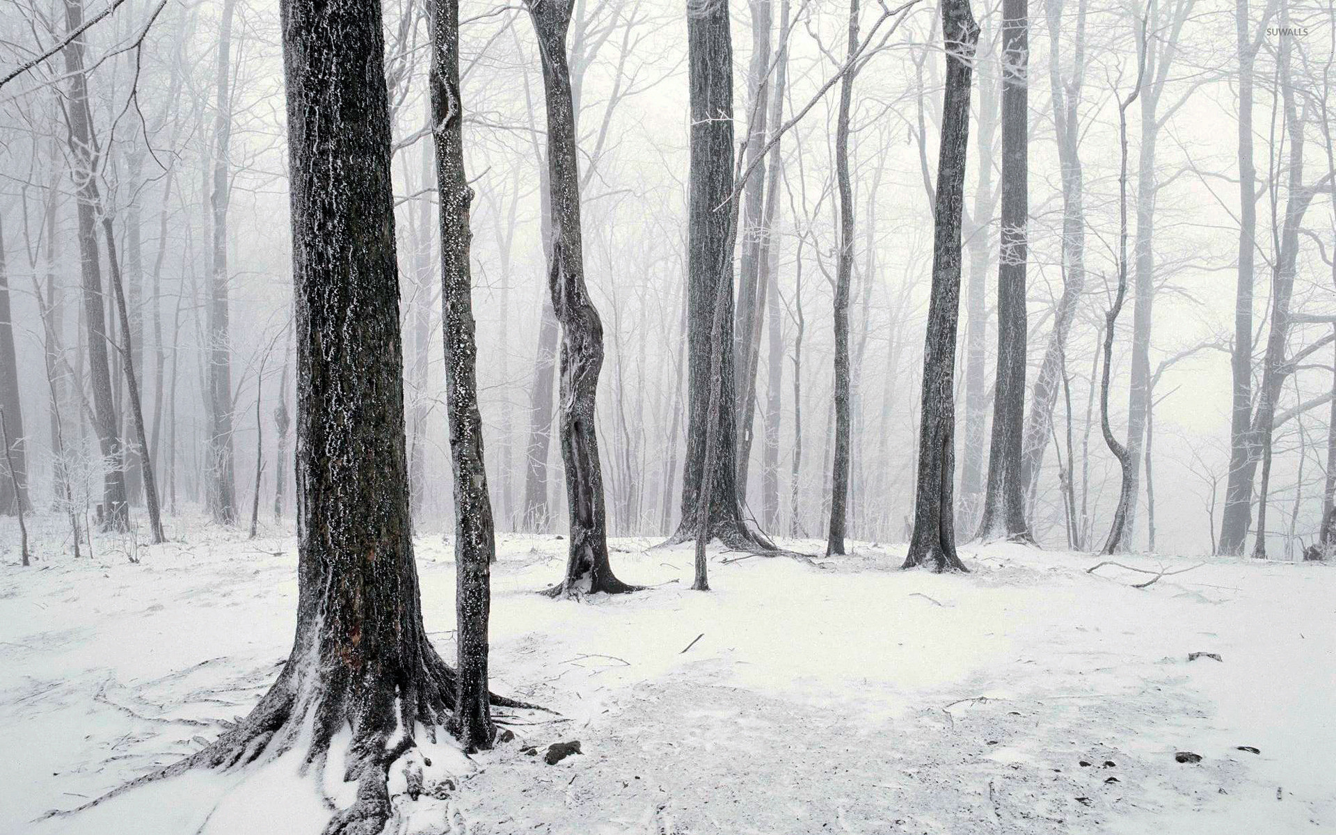 1920x1200 Winter in the forest wallpaper
