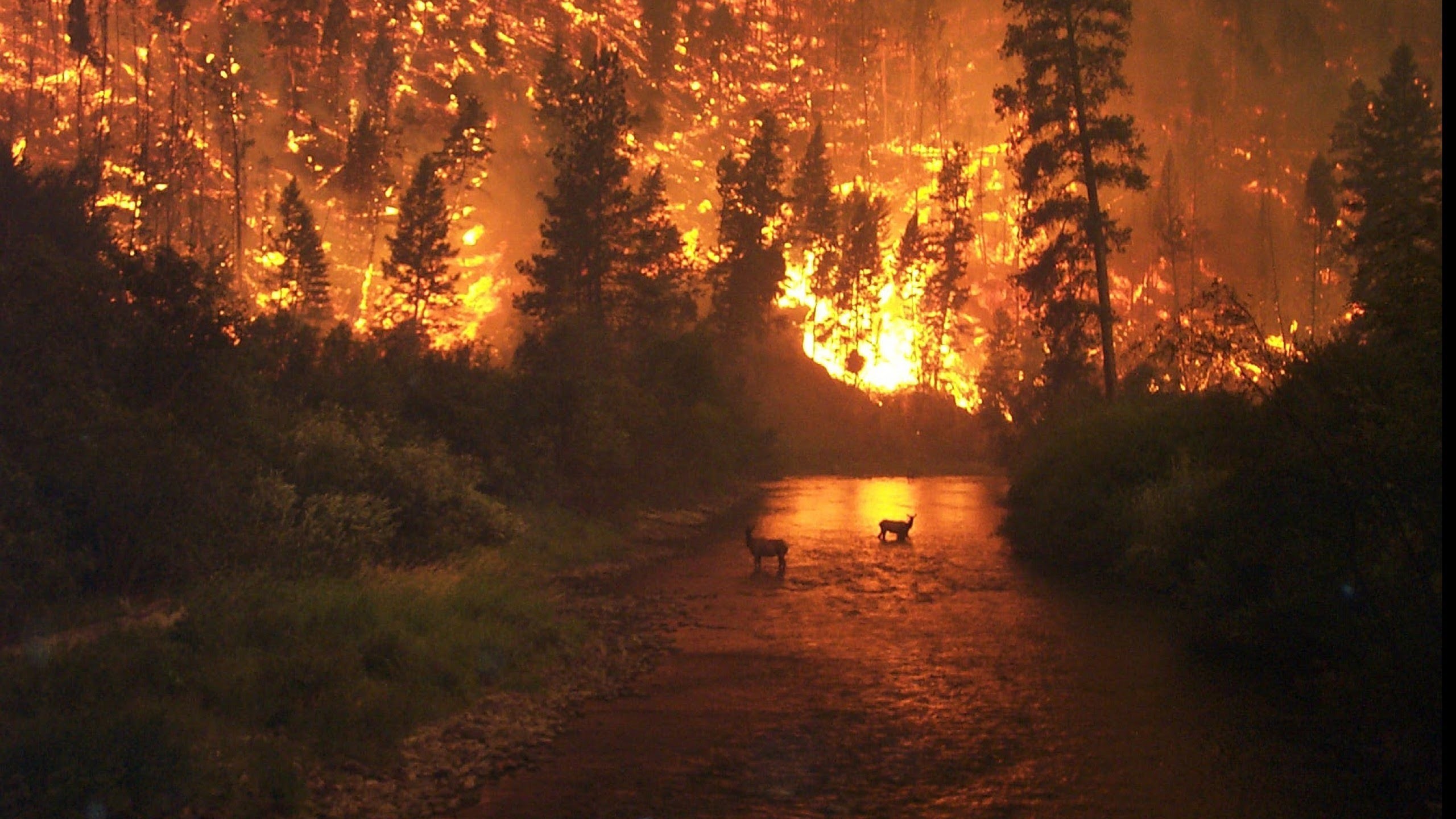 2560x1440 Documentary on Forests Under Fire Wildfire - HD 1080p
