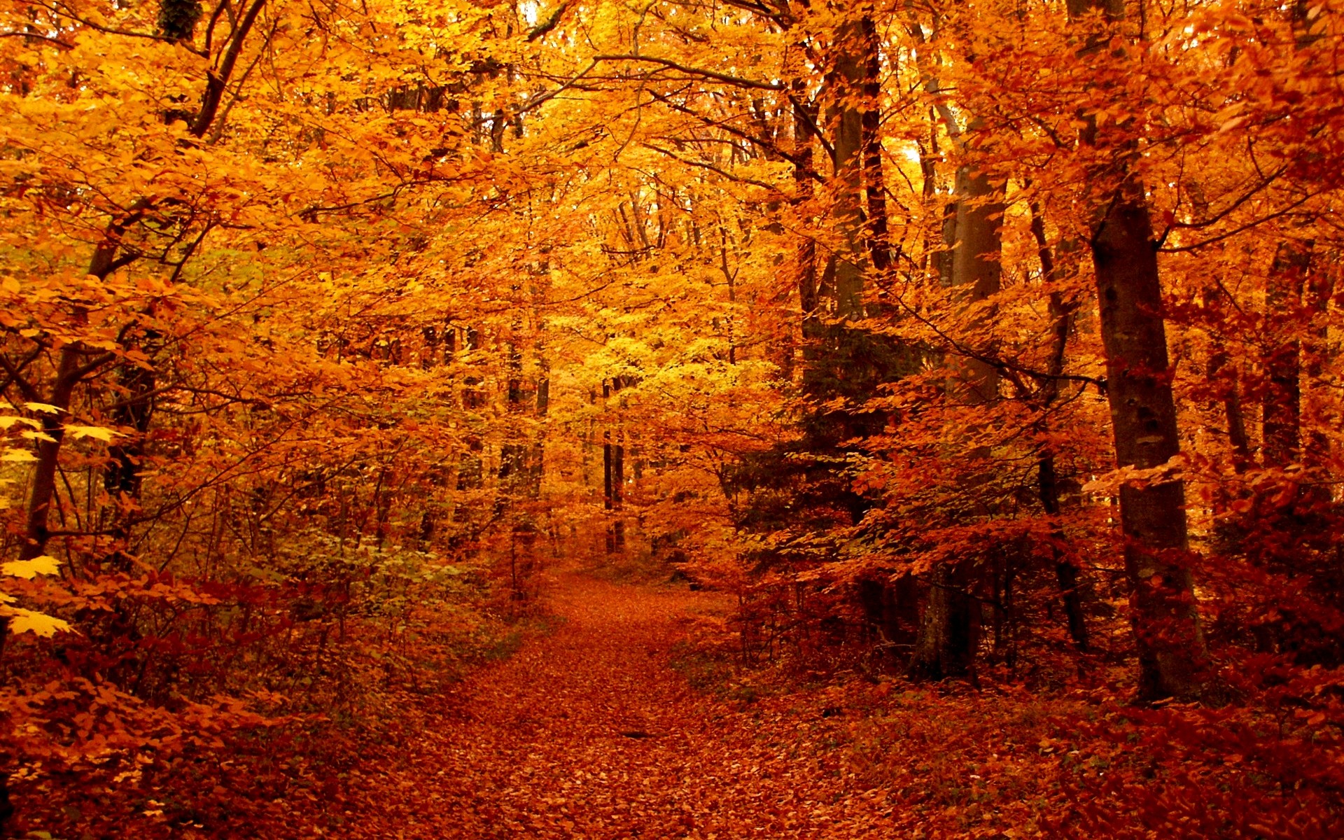 1920x1200 Fall Seasons Wallpaper - www.wallpapers-in-hd.com