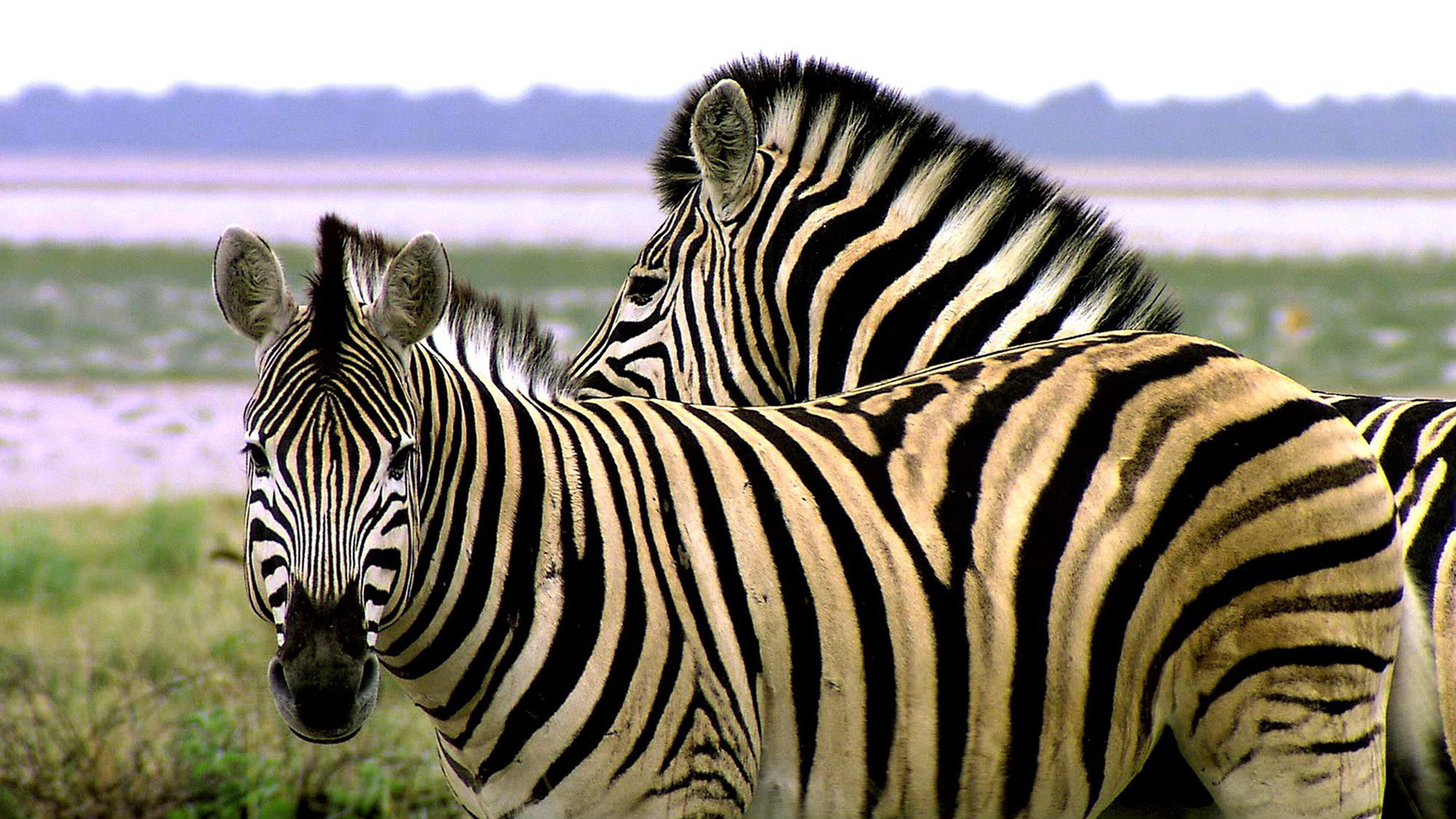 3840x2160 animals of africa zebra striped like a tiger hd wallpaper hd images amazing  background images mac desktop wallpapers free 4k pictures smart phone  3840Ã2160 ...