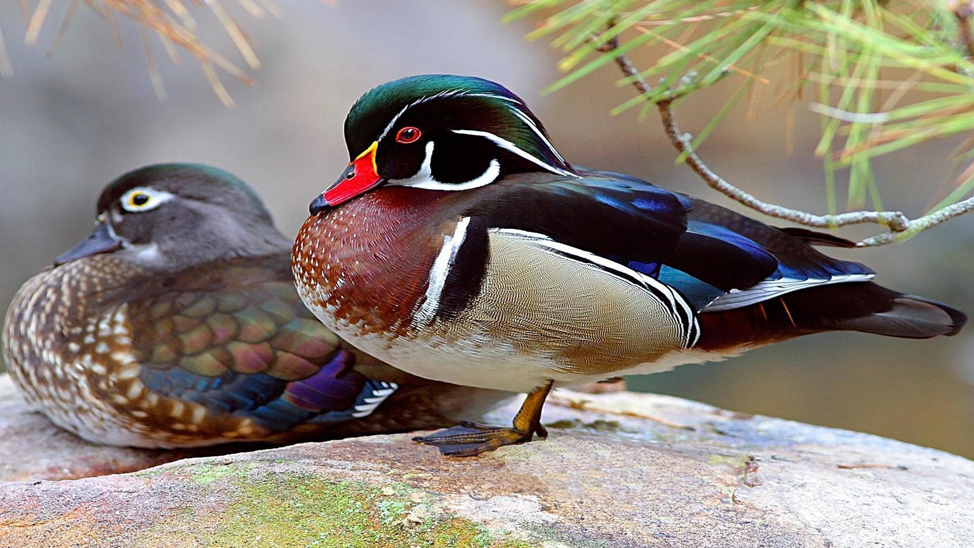 1920x1080 Pictures Of Wood Duck