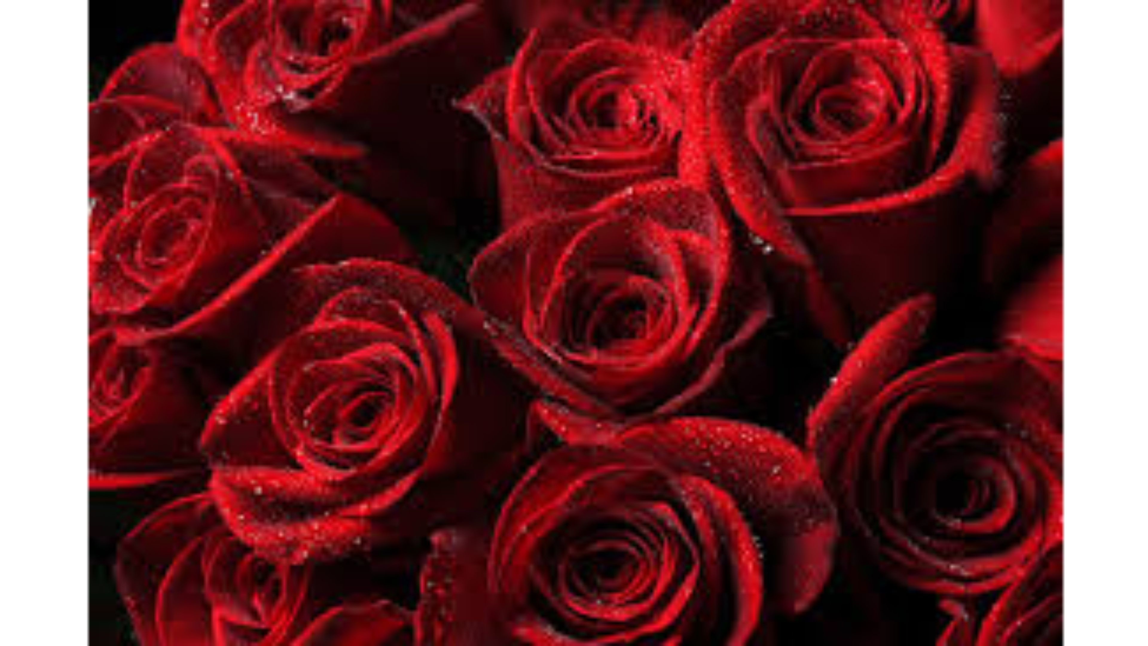 3840x2160 ... roses wallpaper download for mobile image gallery hcpr ...