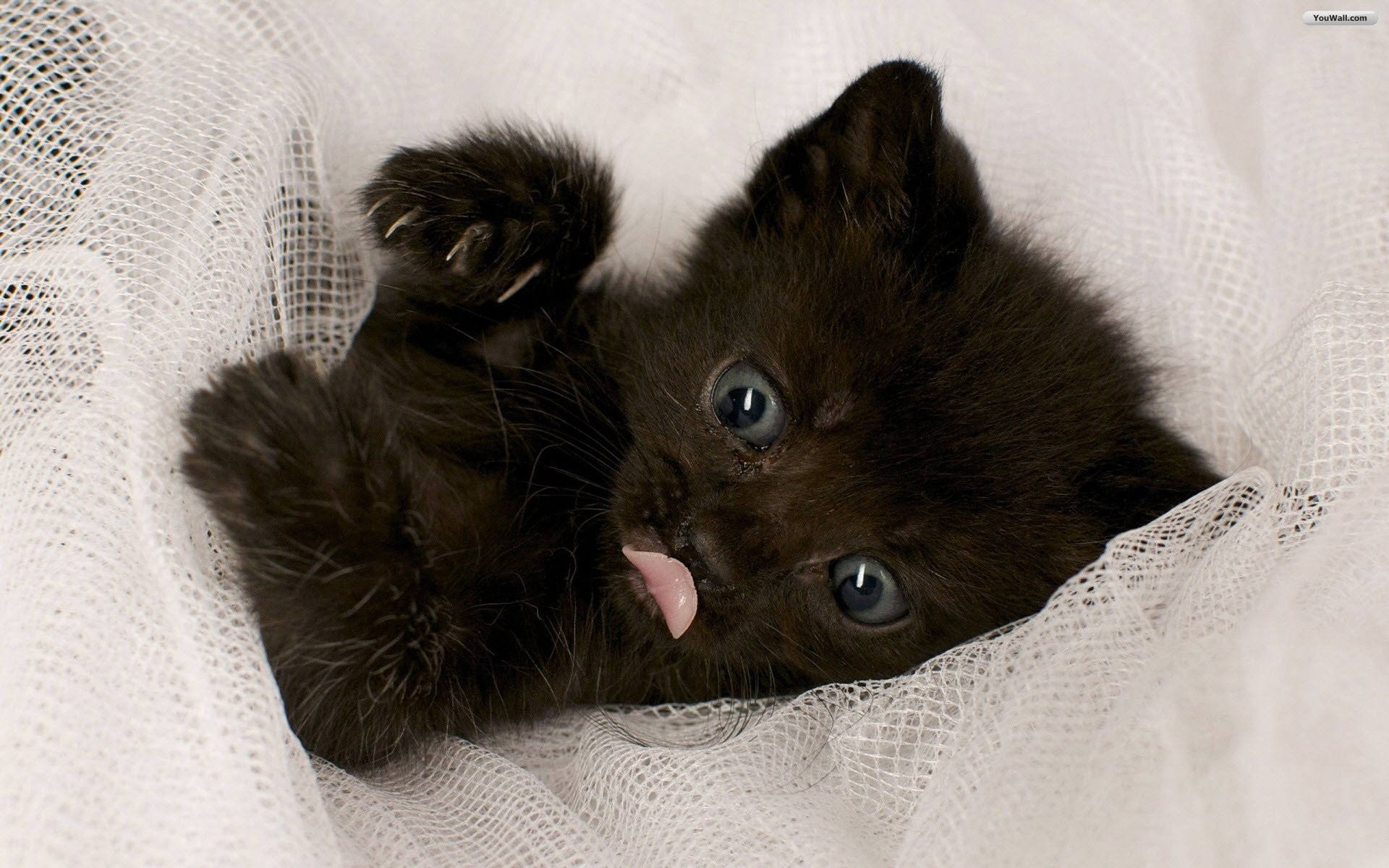 1920x1200 Black Baby Cat Wallpaper