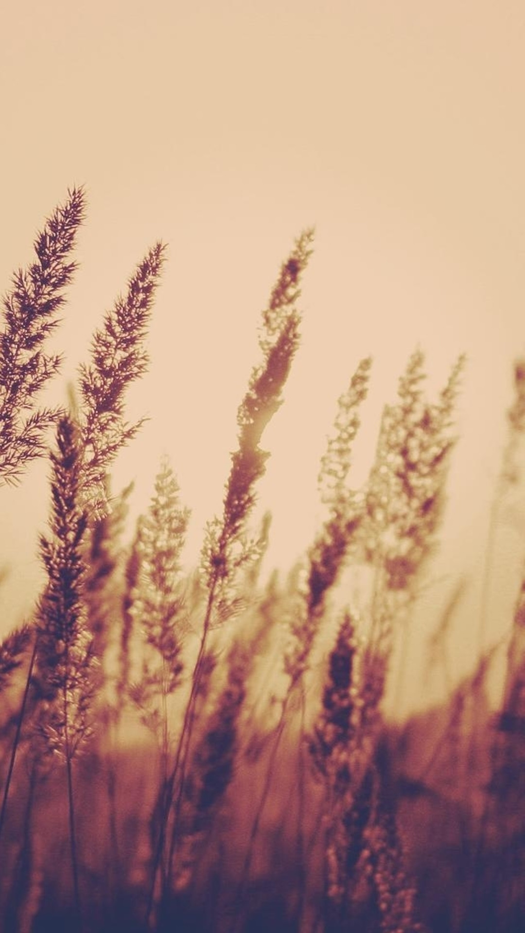 1080x1920 Scenery of the nostalgic plants dyed the light setting sun | iPhone  Wallpaper
