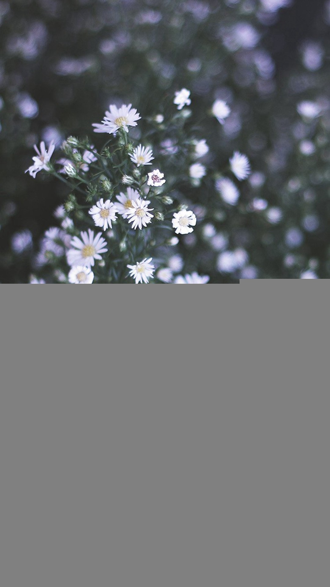 1080x1920 Flower White Spring Nature iPhone 8 wallpaper