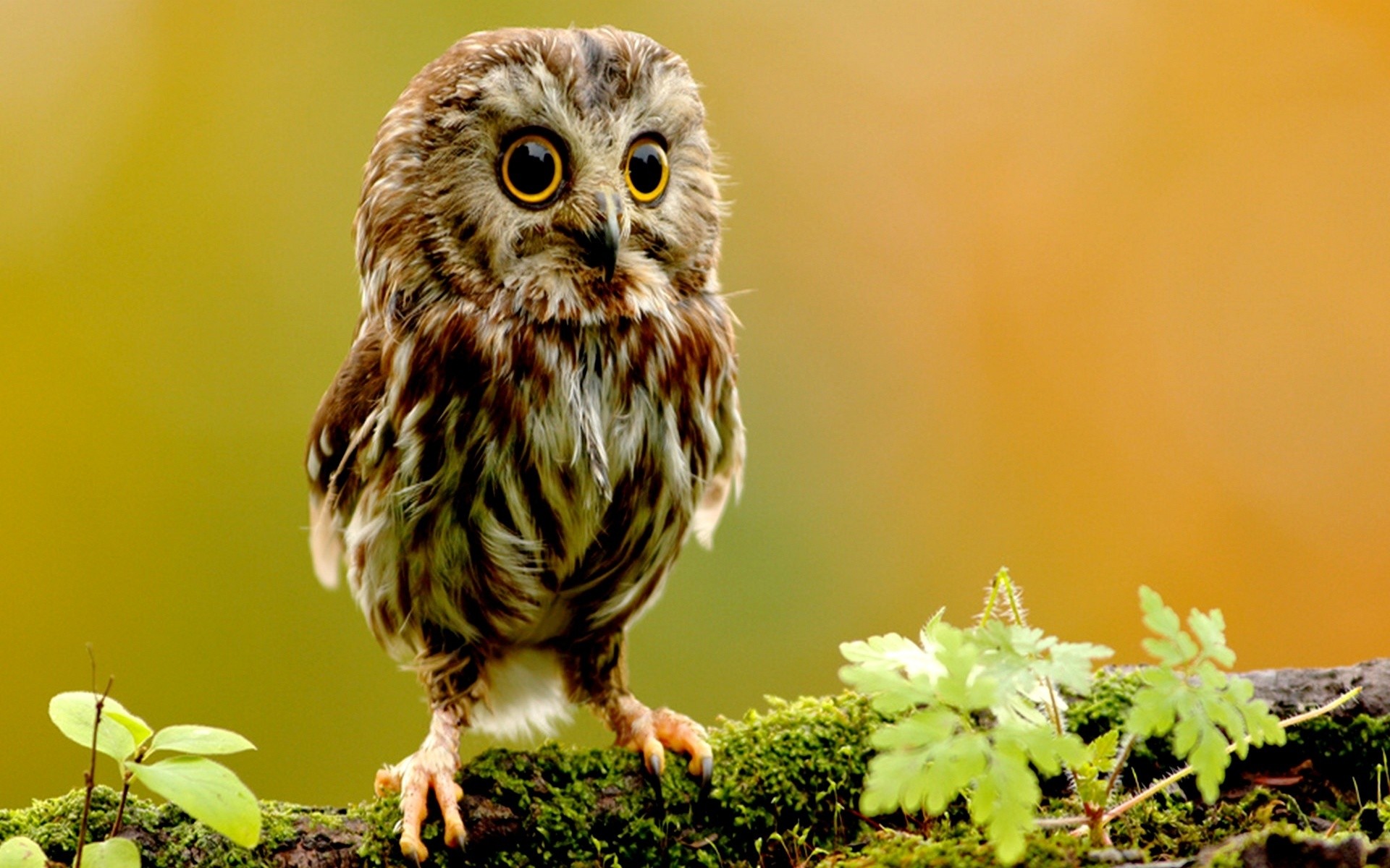 1920x1200 cute owl wallpapers