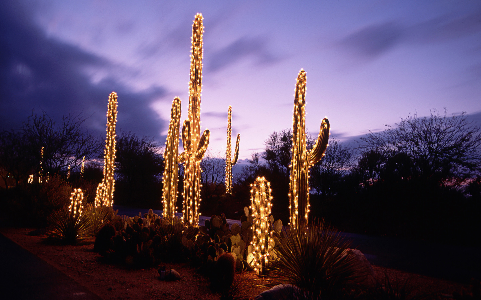 1920x1200 Cactus Holiday Lights Desktop Background. Download  ...