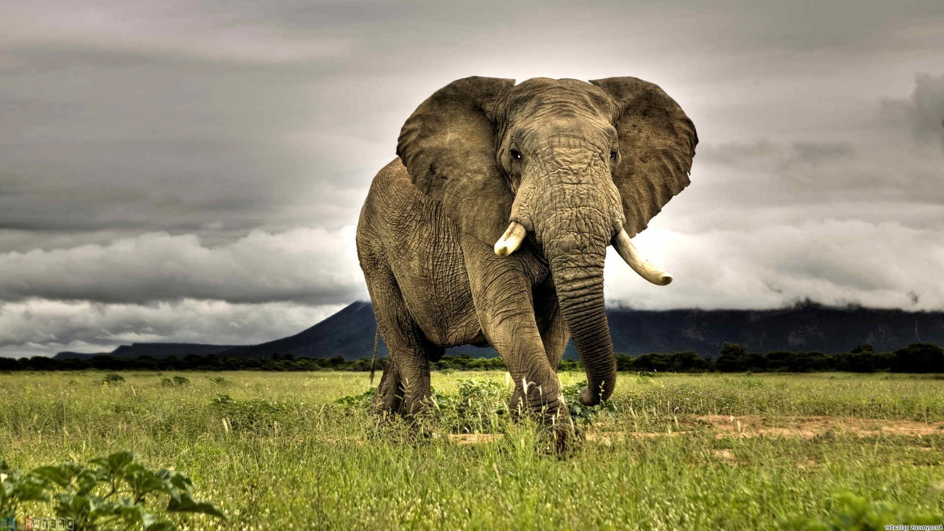 1920x1080 elephants, Animals, African, Nature, Grass, Savannah, Overcast, Wildlife,  Photography Wallpapers HD / Desktop and Mobile Backgrounds