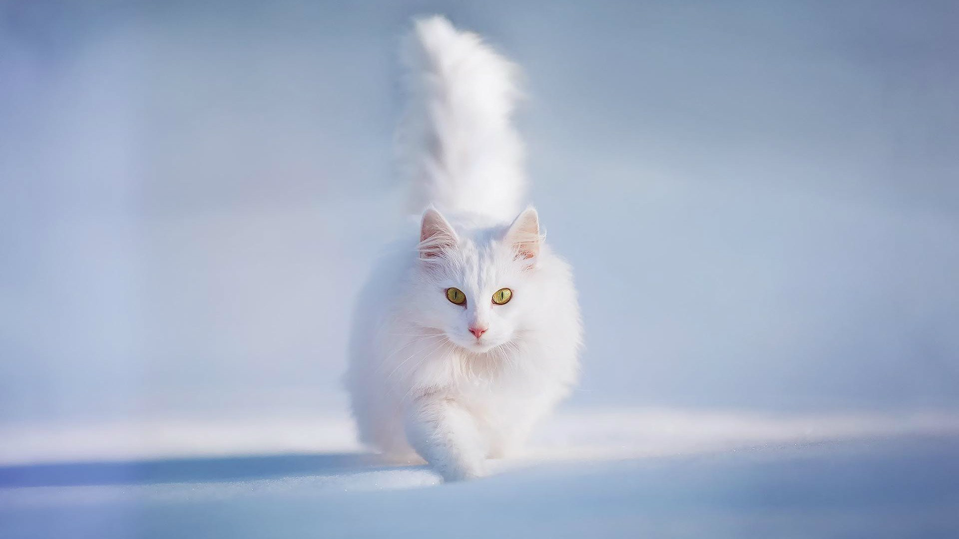 1920x1080 Beautiful Cute White Cat HD Wallpaper