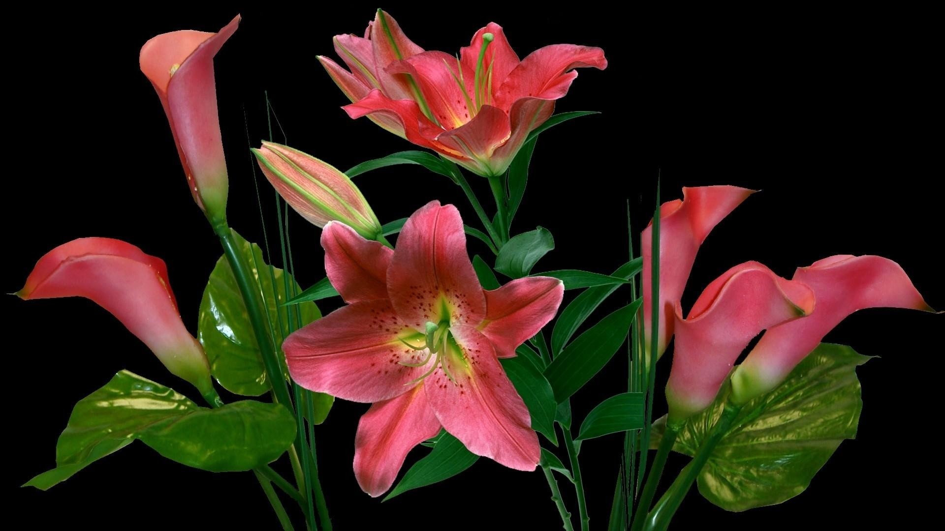 1920x1080 lilies, calla lilies, flowers