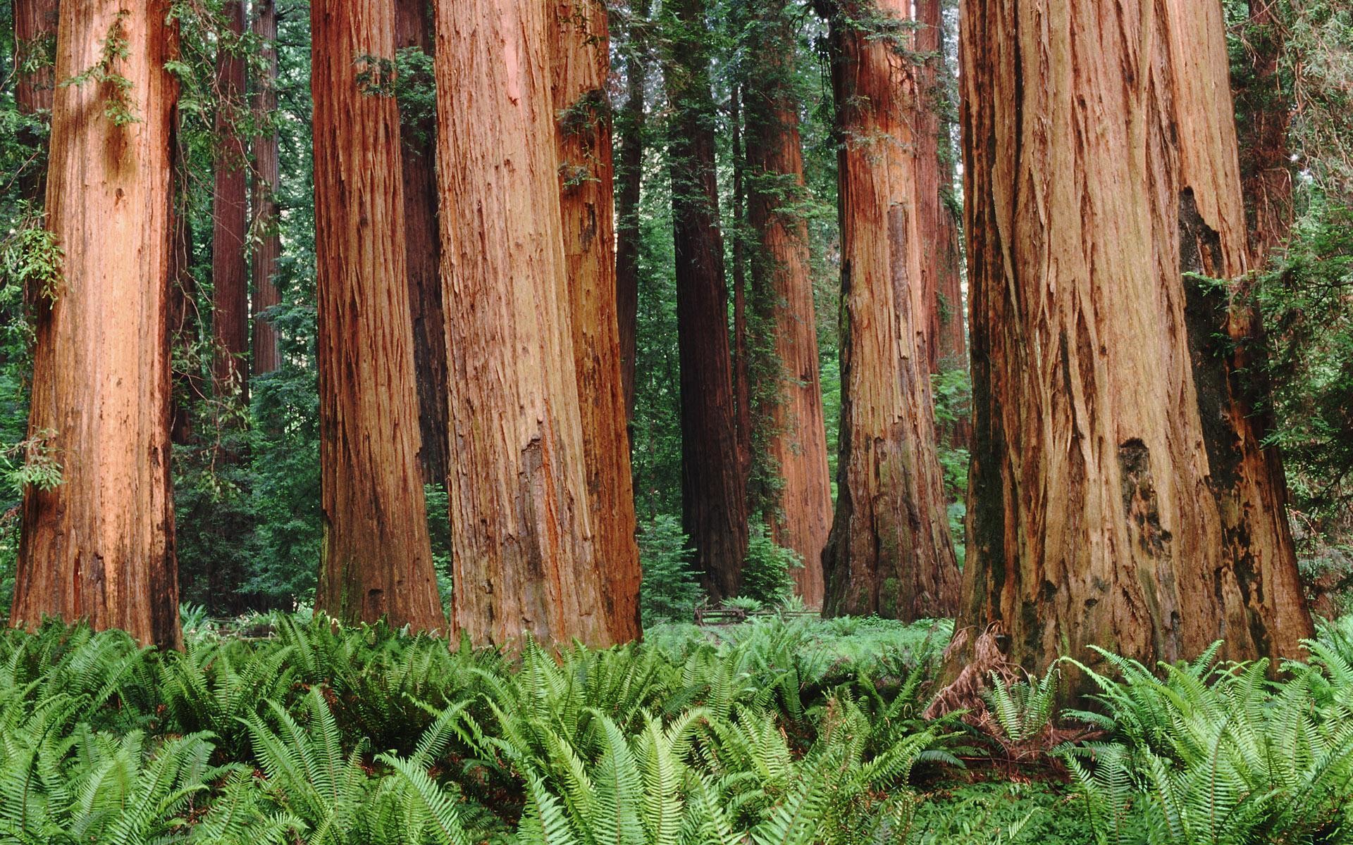 1920x1200 Redwood Forest Wallpaper 660x330 Jpg