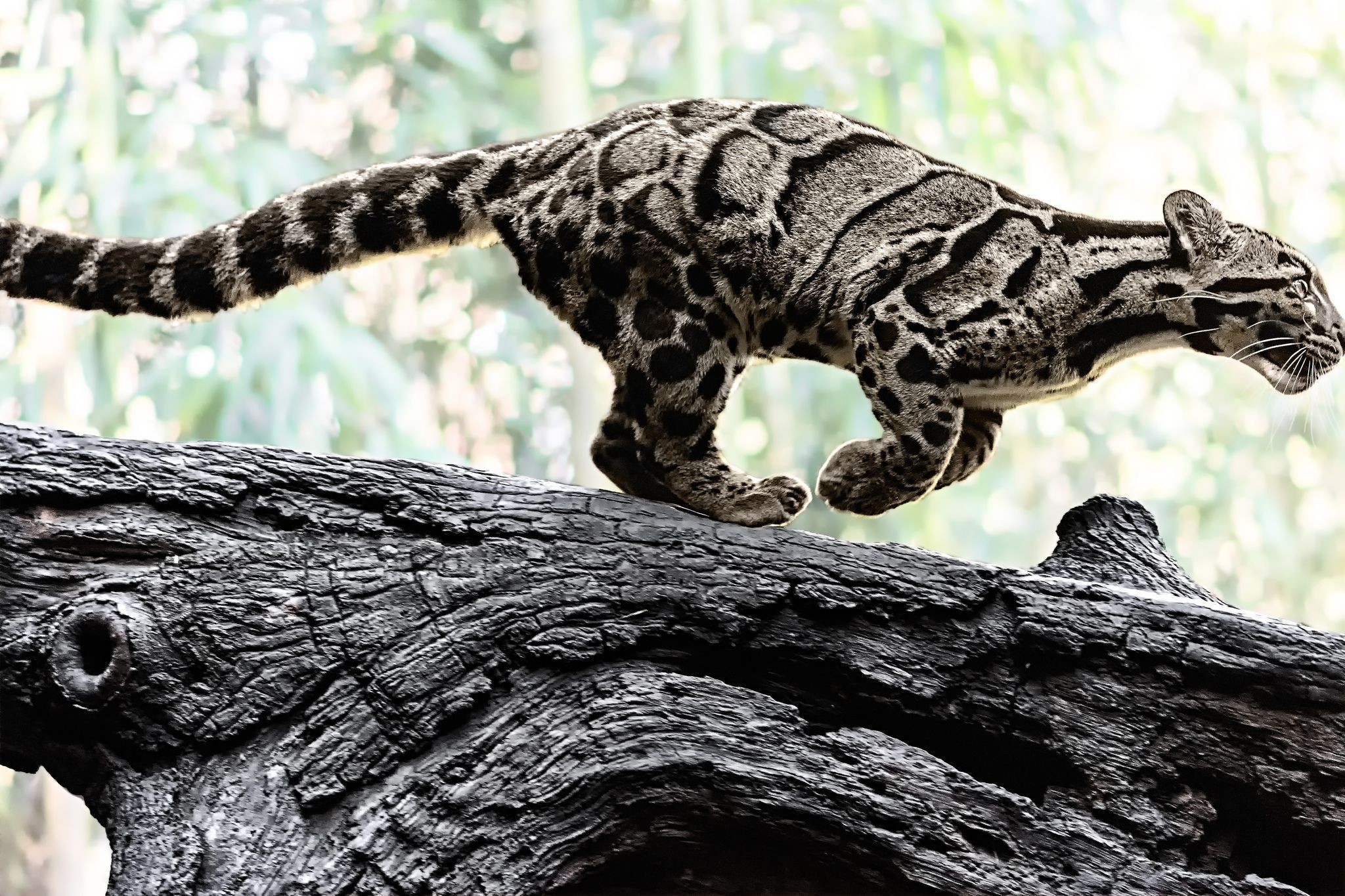 2048x1365 Best Images Of Clouded Leopard Clouded Leopard 4K ...