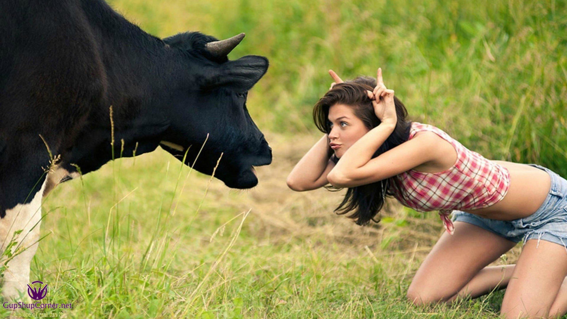 1920x1080 Girl and cow funny wallpaper