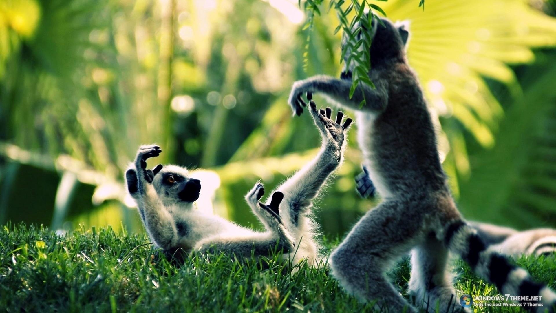 1920x1080 Lemur Tag - Stripes Madagascar Play Cute Rings Wildlife Trees Primate  Forest Tails Ring Jungle Lemur